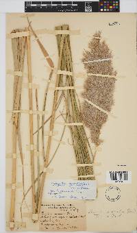 Phragmites australis image