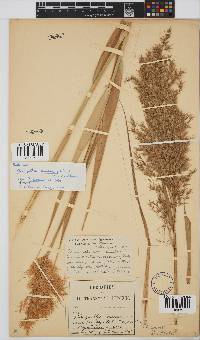 Phragmites australis image