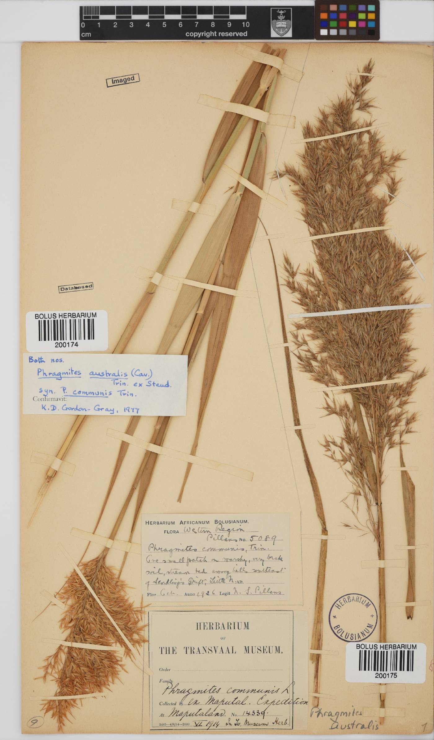 Phragmites australis image