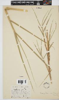 Phragmites mauritianus image