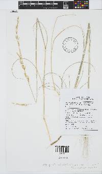 Stipagrostis ciliata var. capensis image