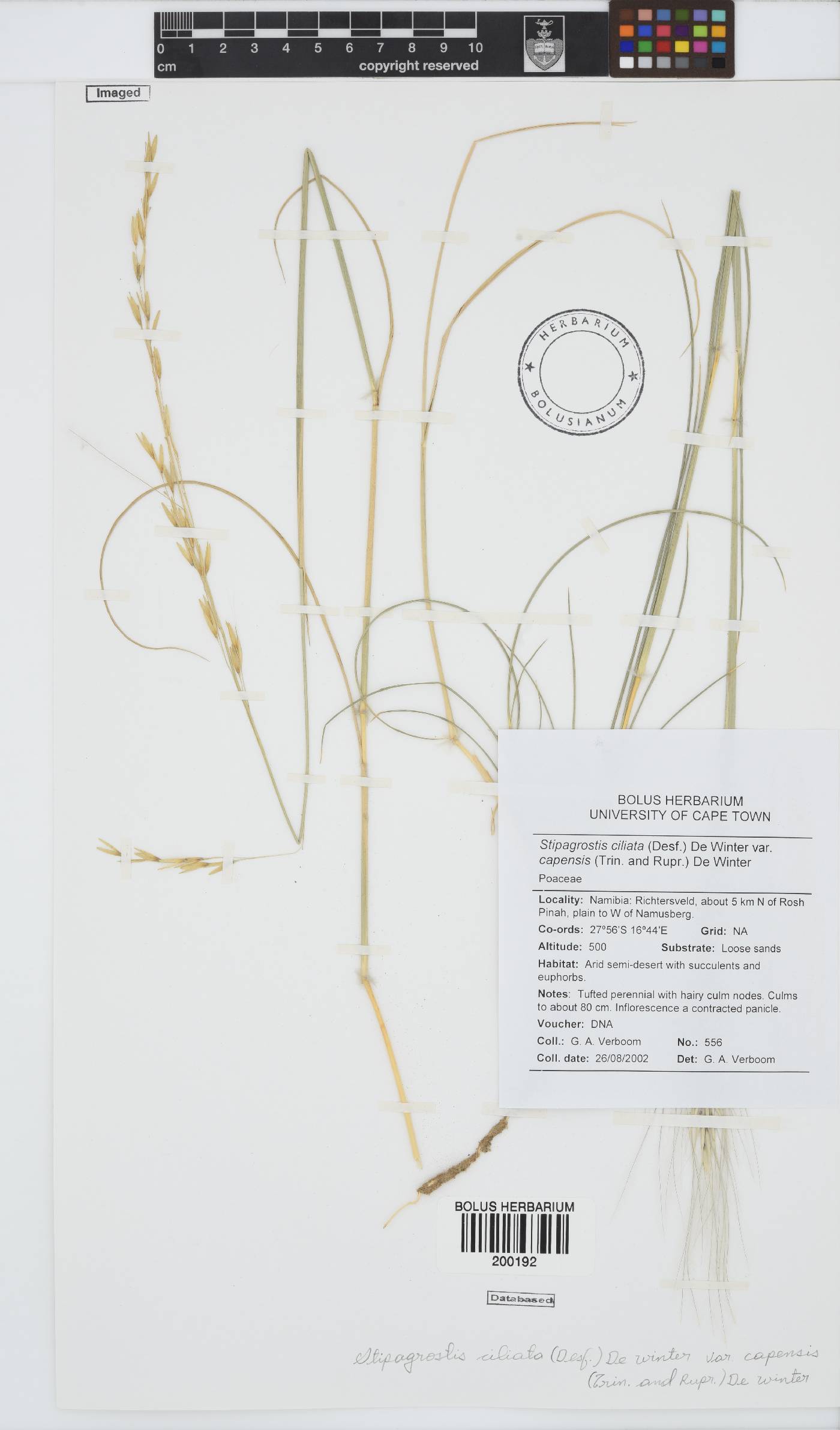 Stipagrostis ciliata image