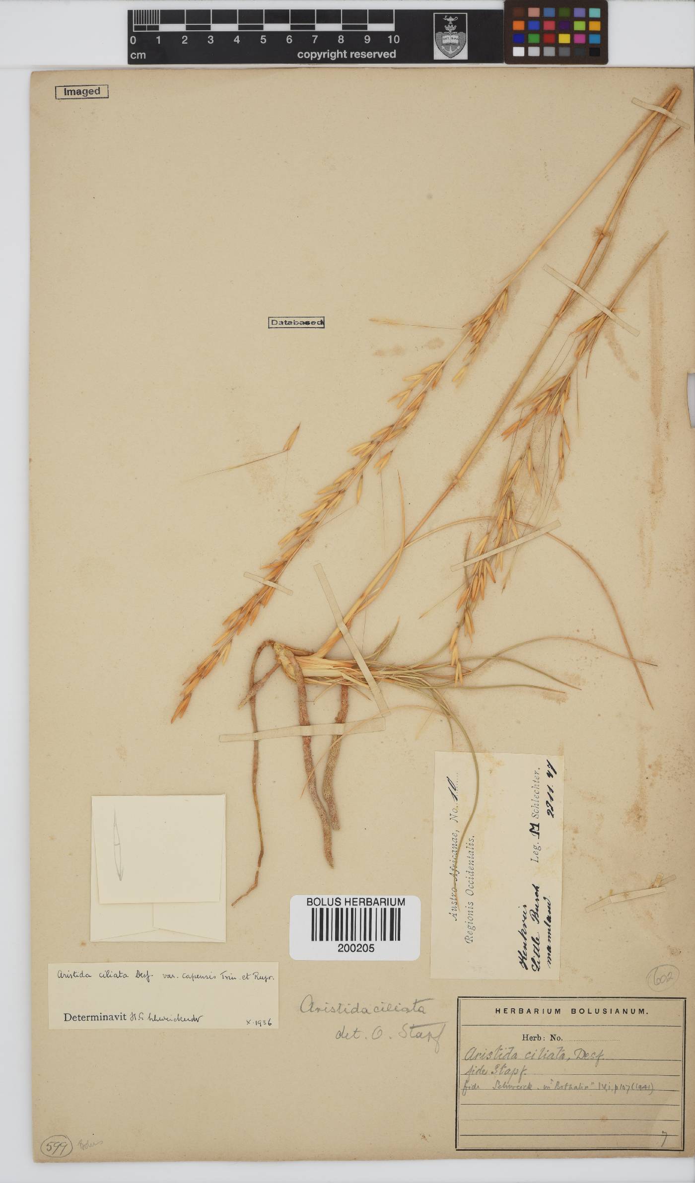 Stipagrostis image