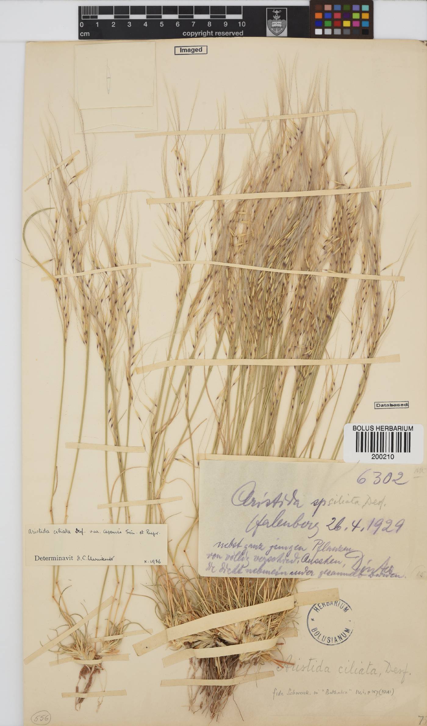 Stipagrostis ciliata image