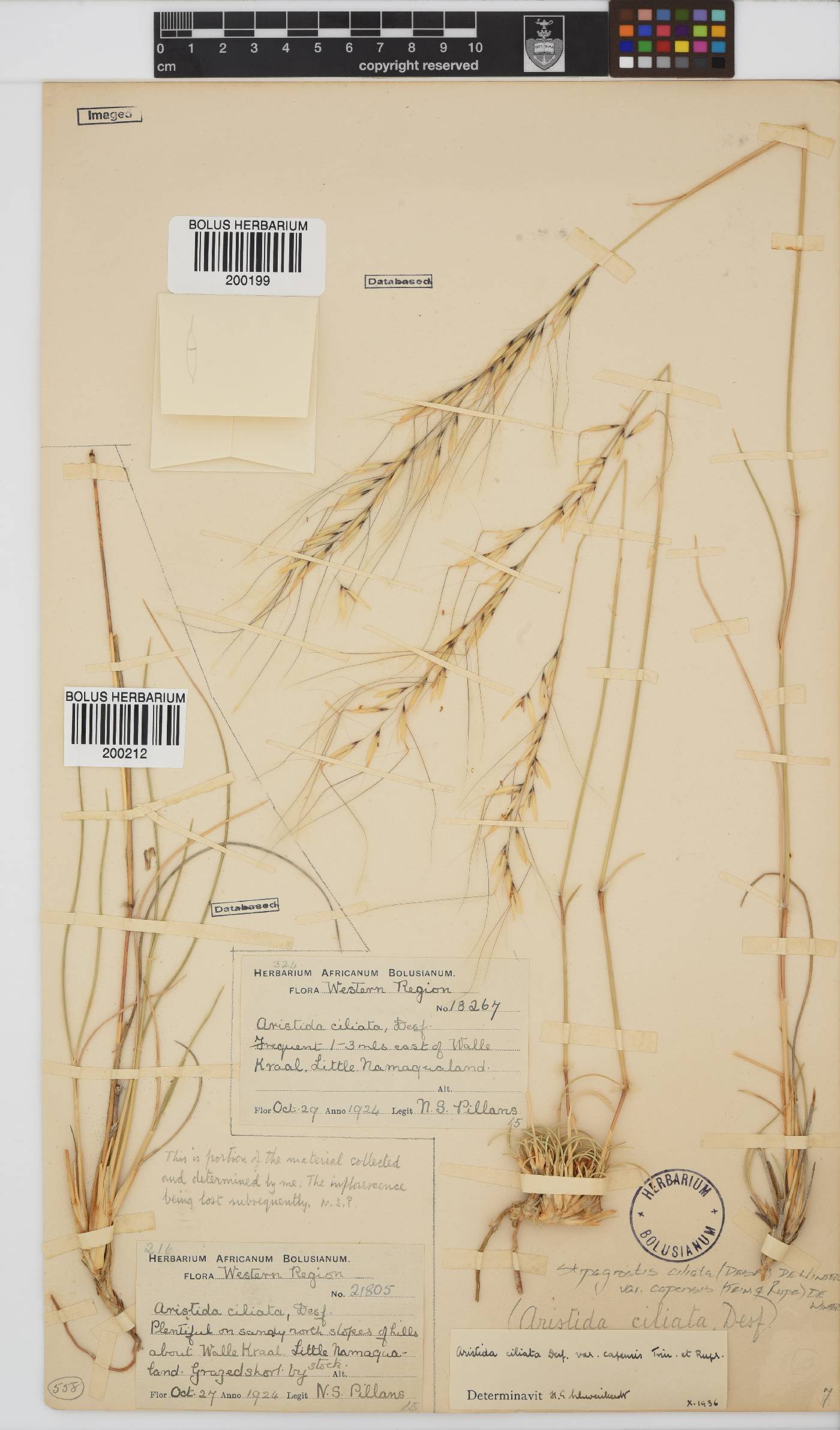 Stipagrostis ciliata var. capensis image