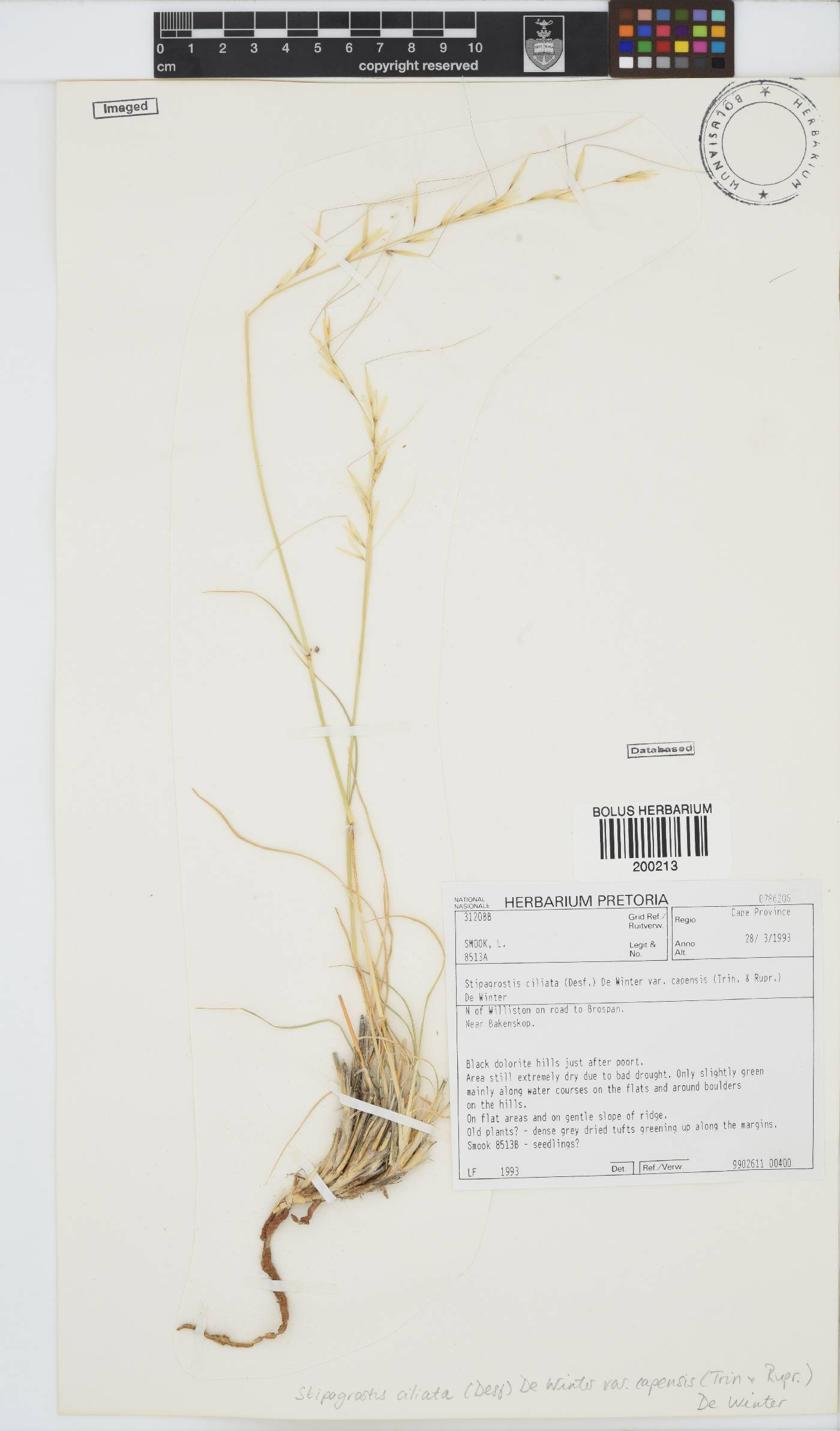 Stipagrostis ciliata image