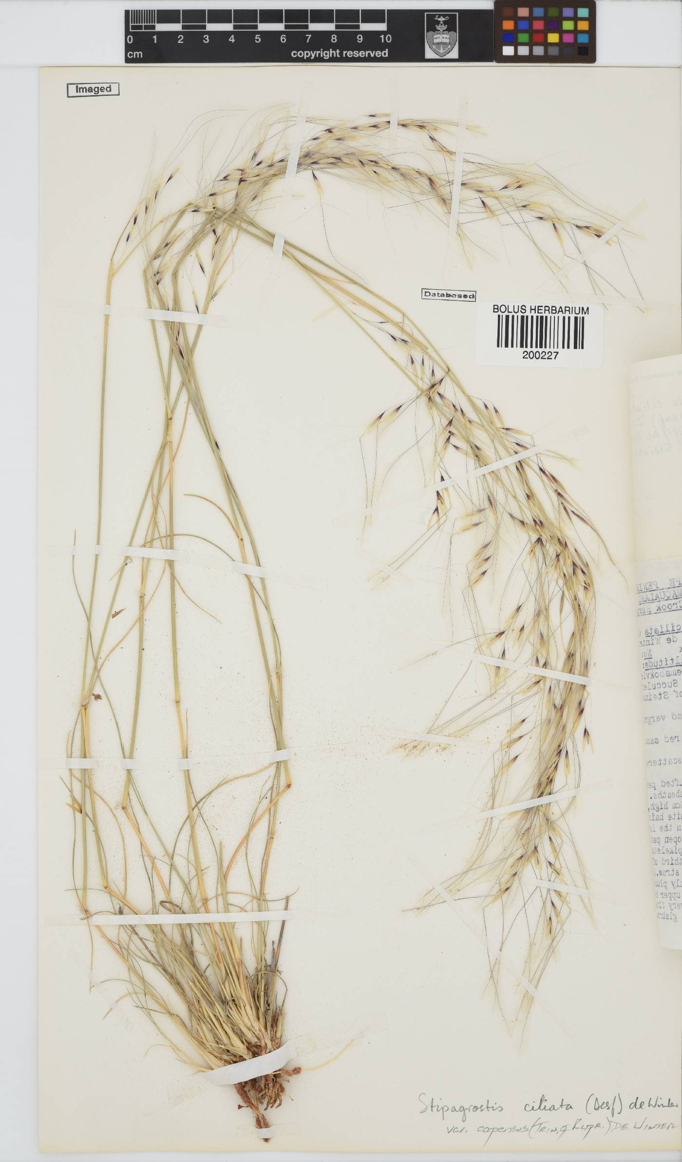 Stipagrostis ciliata var. capensis image