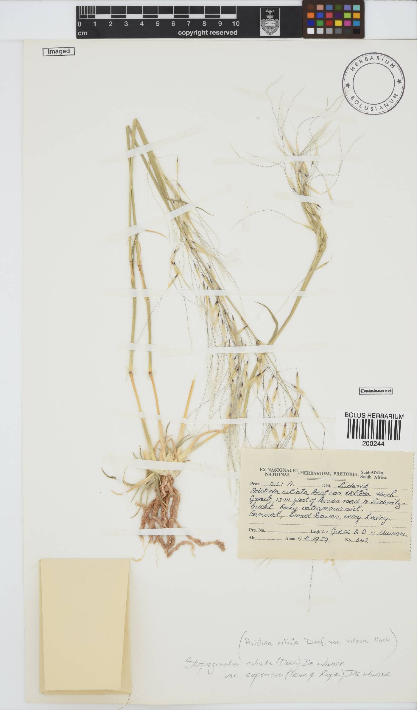 Stipagrostis ciliata var. capensis image
