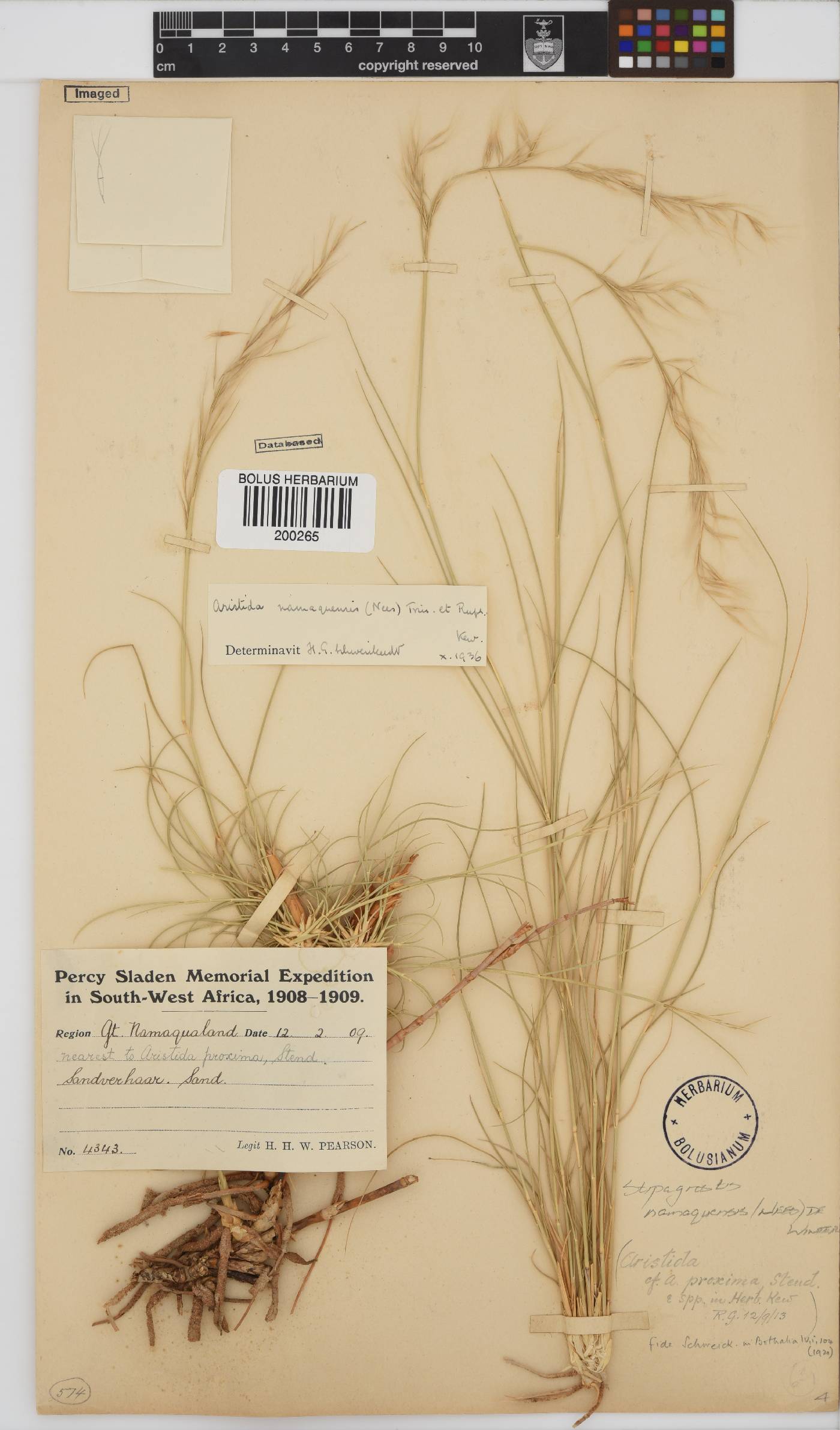Stipagrostis namaquensis image