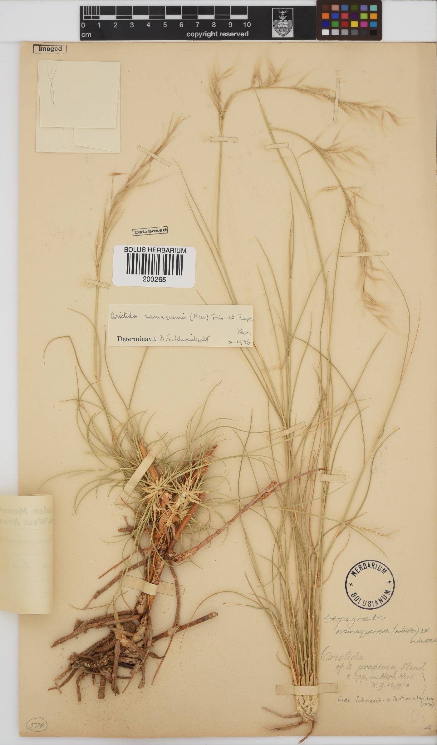 Stipagrostis namaquensis image