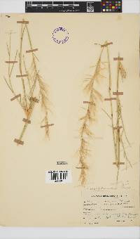 Stipagrostis namaquensis image