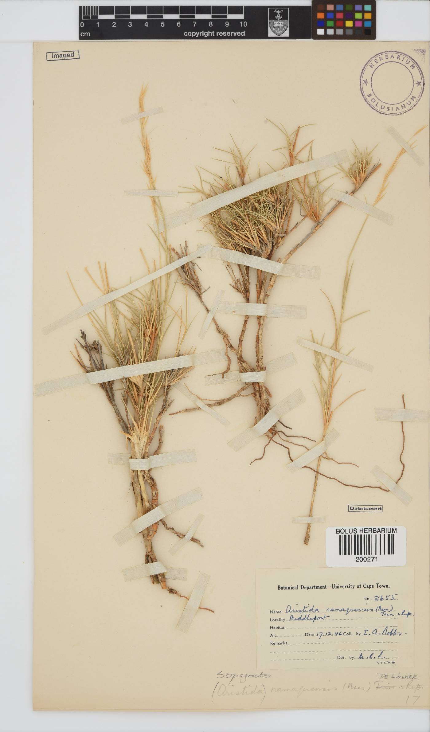 Stipagrostis namaquensis image