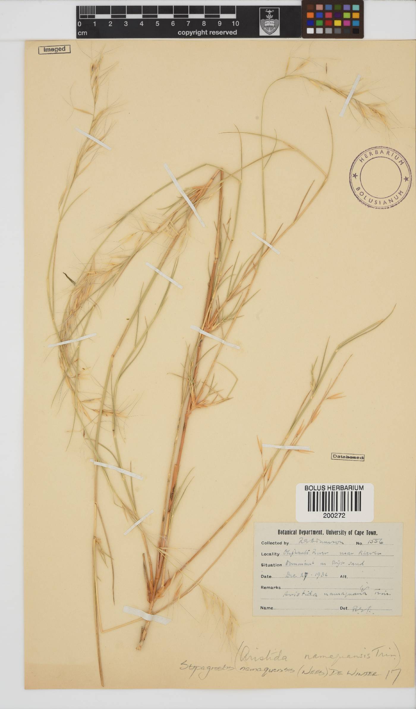 Stipagrostis namaquensis image