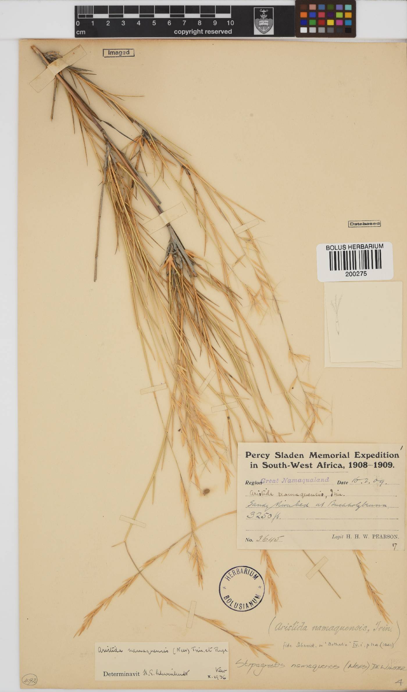 Stipagrostis namaquensis image