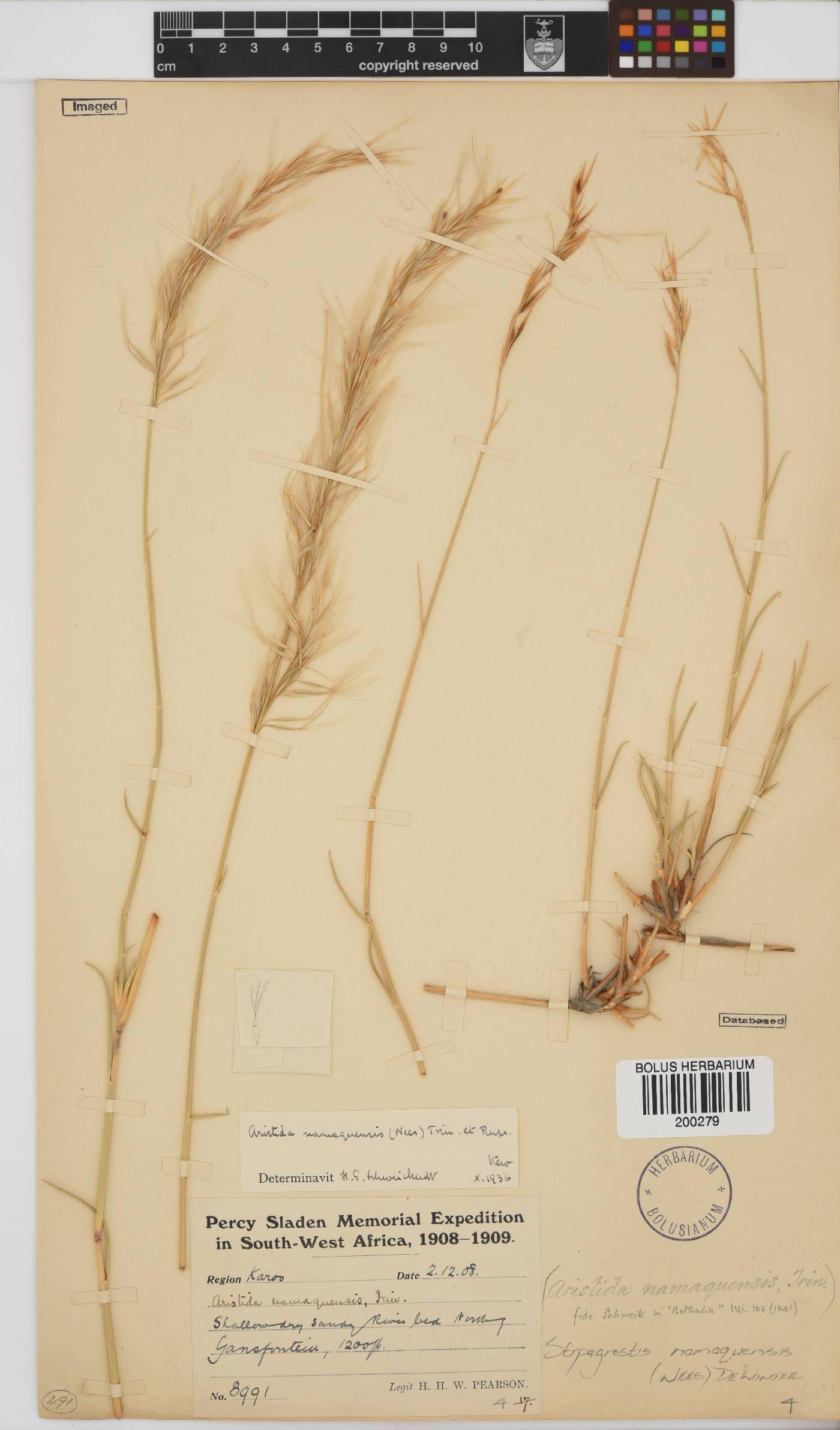 Stipagrostis namaquensis image