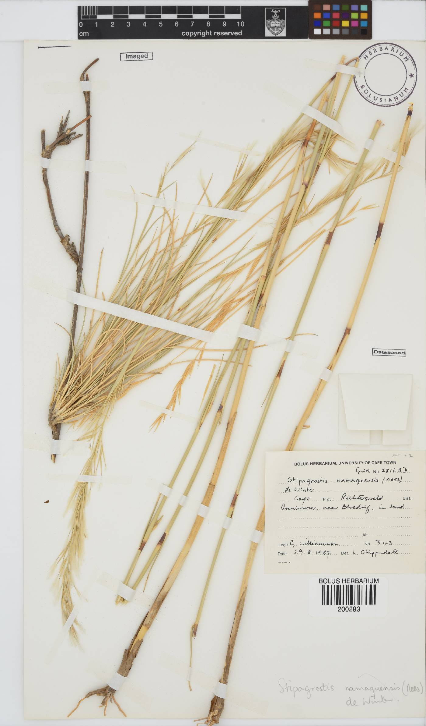 Stipagrostis namaquensis image