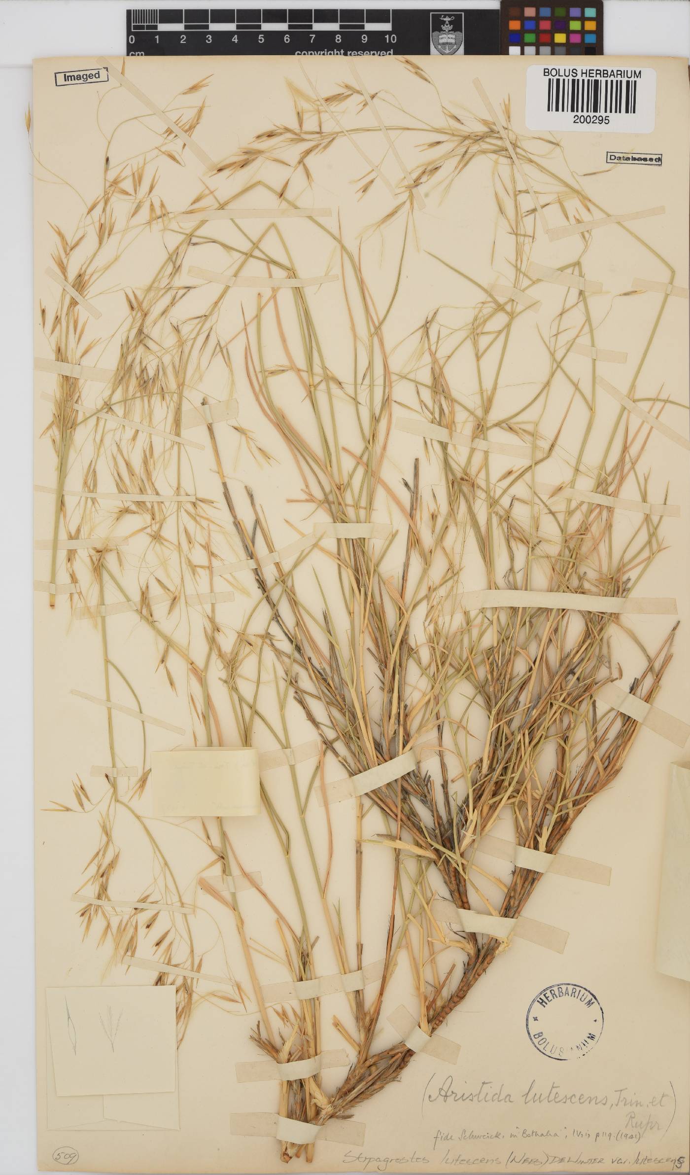 Stipagrostis lutescens var. lutescens image