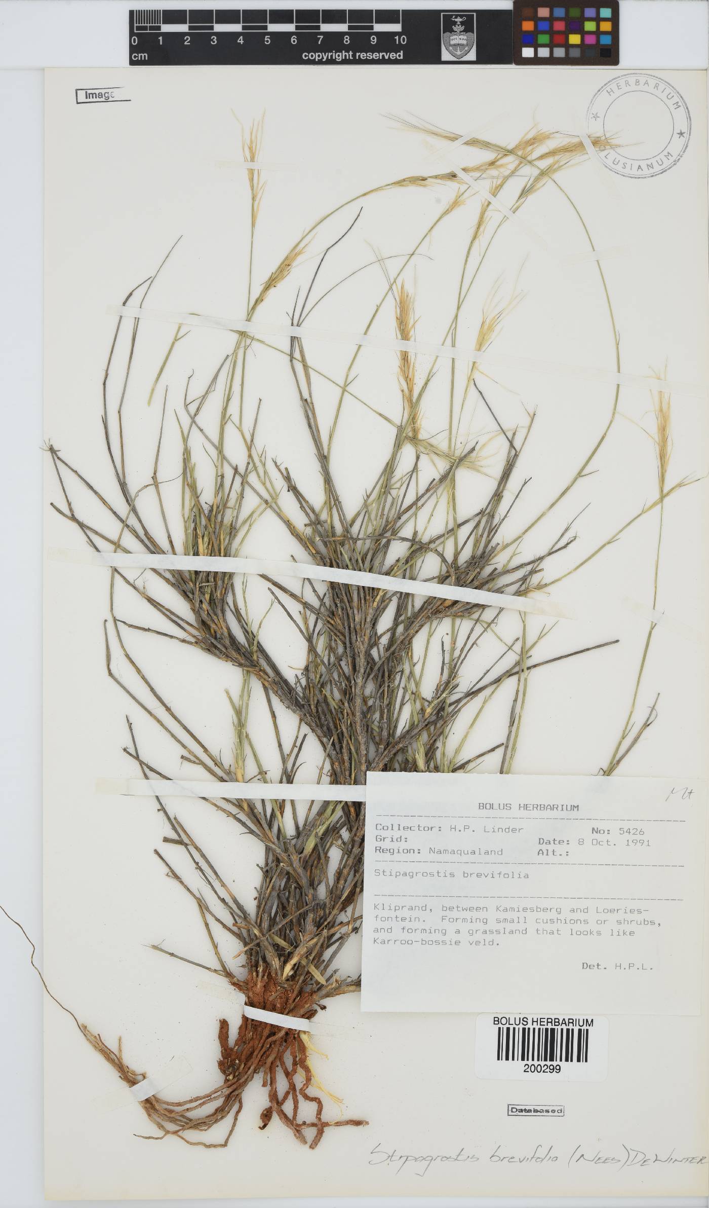 Stipagrostis brevifolia image