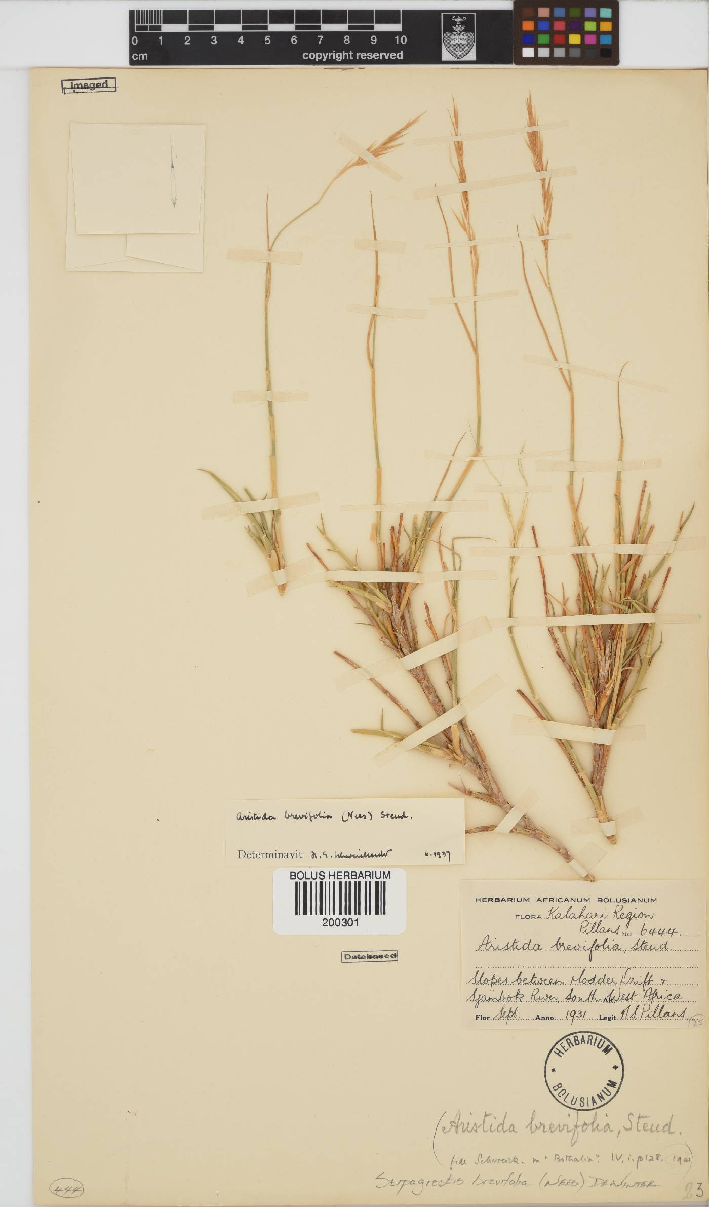 Stipagrostis brevifolia image