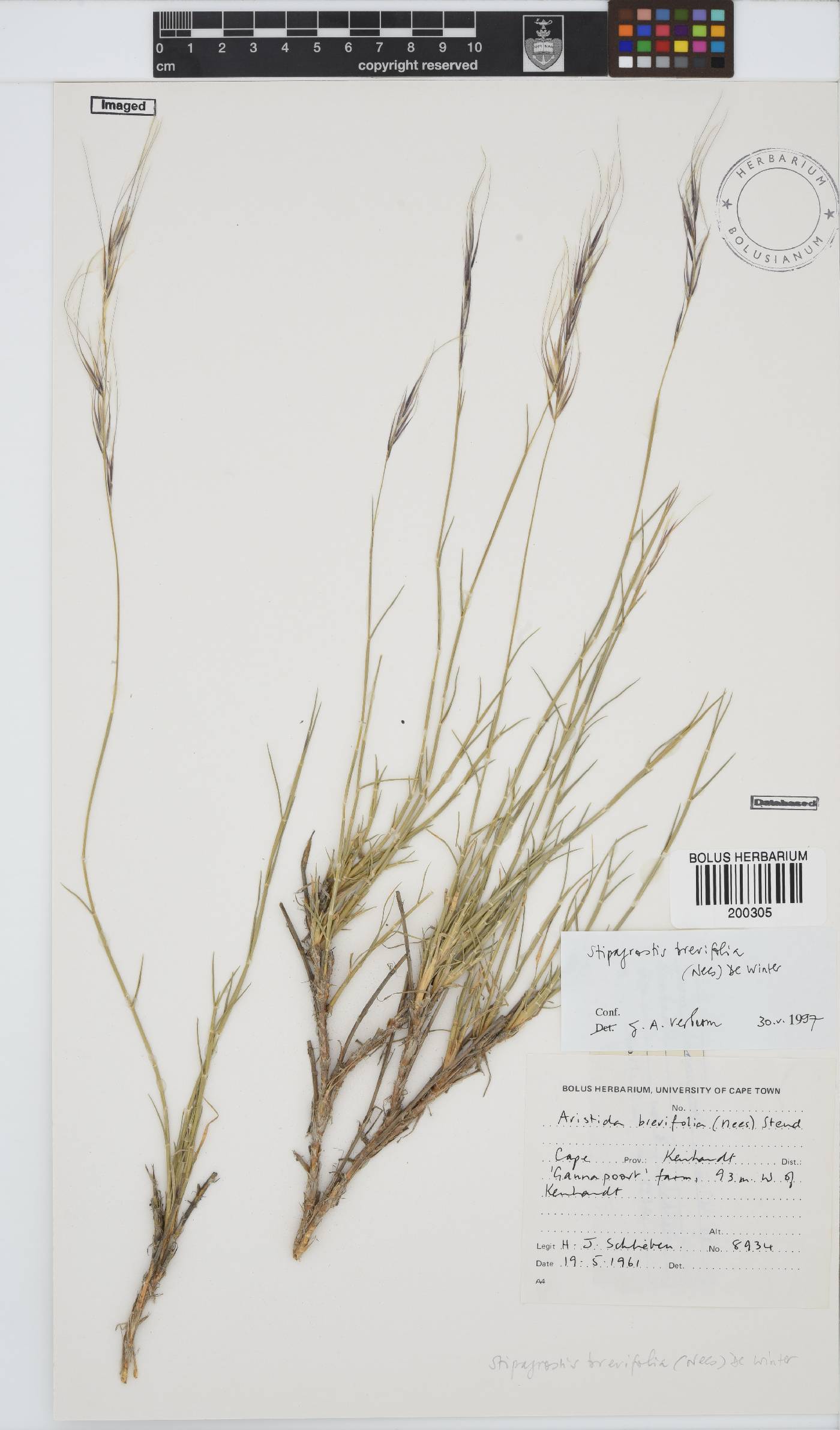 Stipagrostis brevifolia image