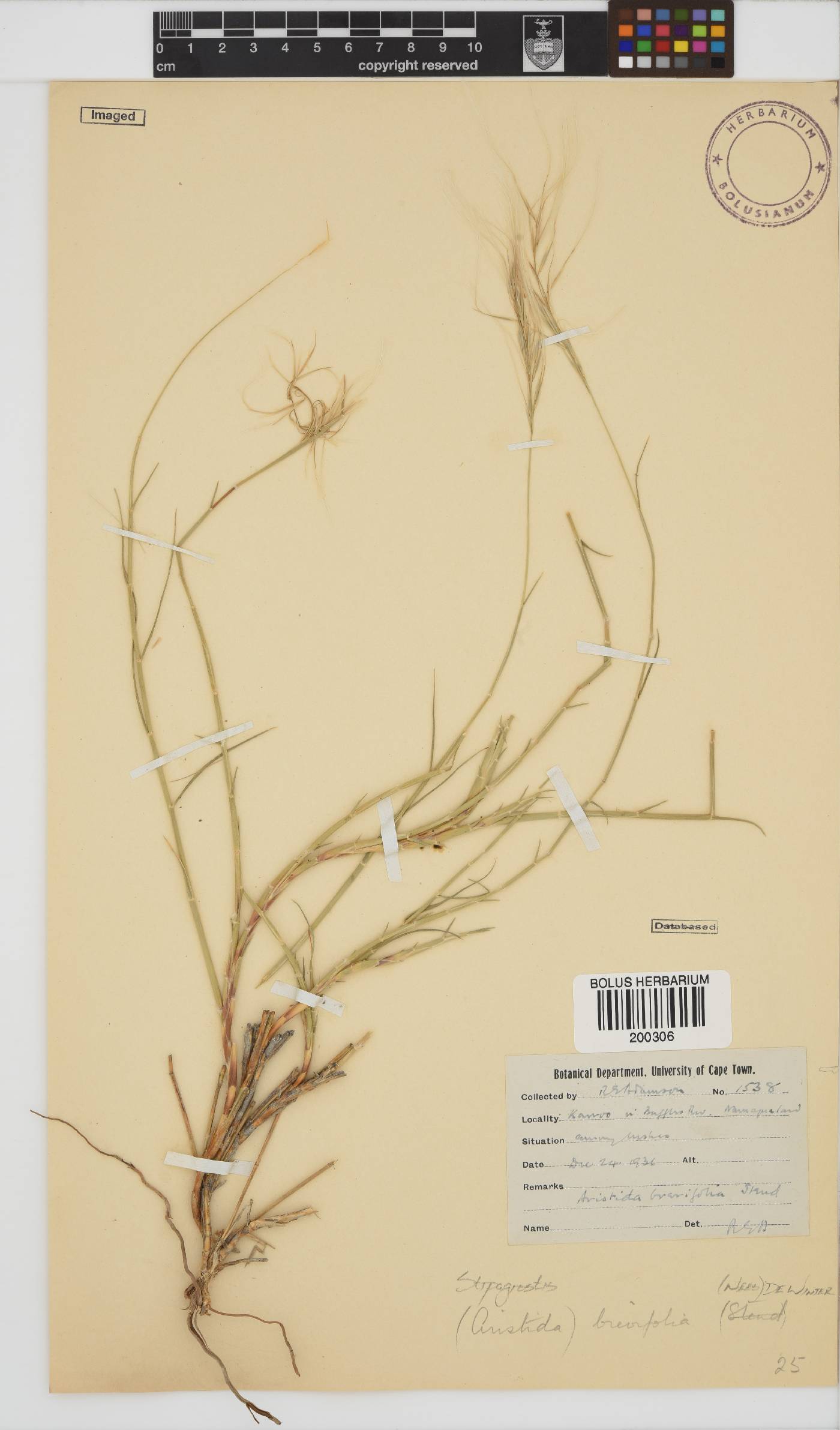 Stipagrostis brevifolia image