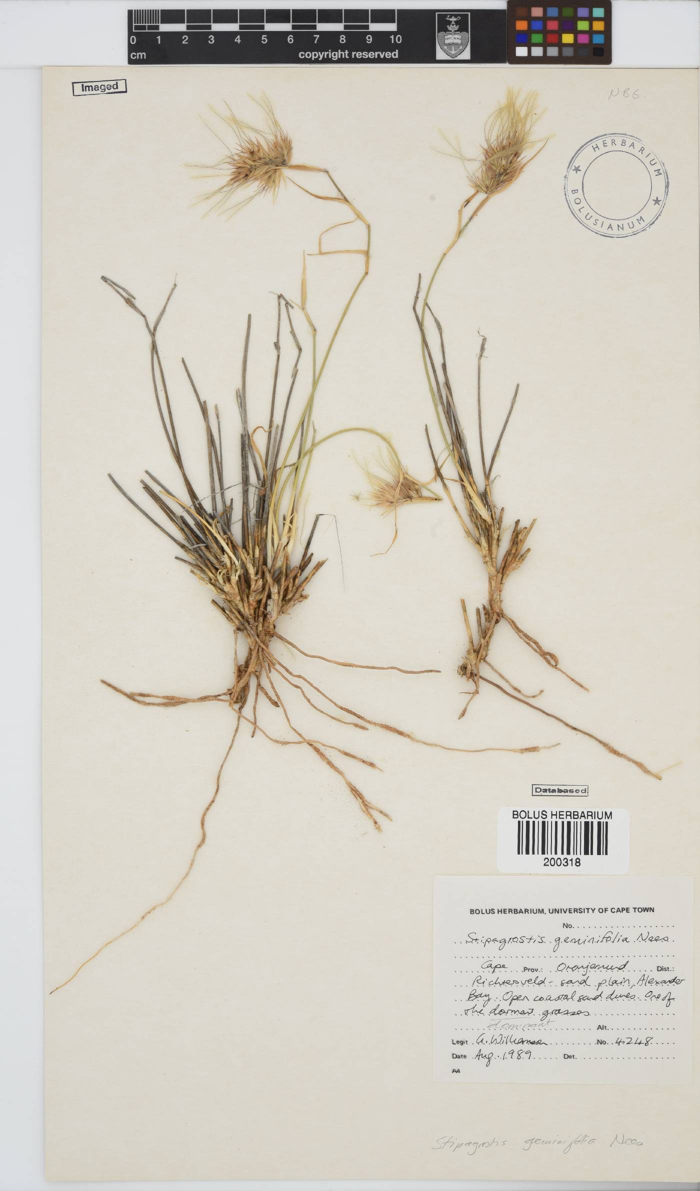 Stipagrostis geminifolia image
