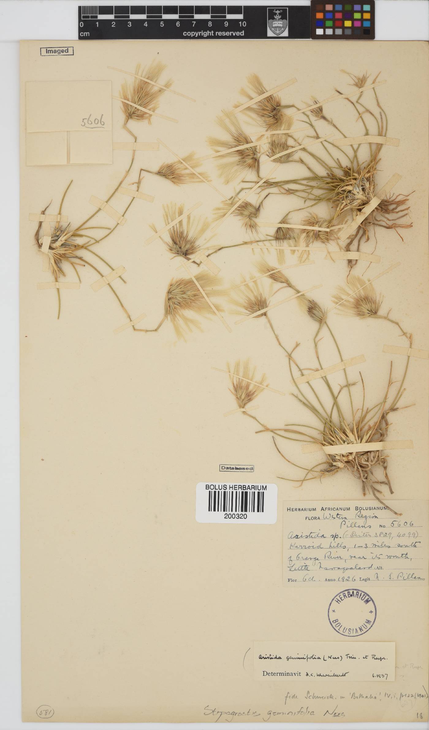 Stipagrostis geminifolia image