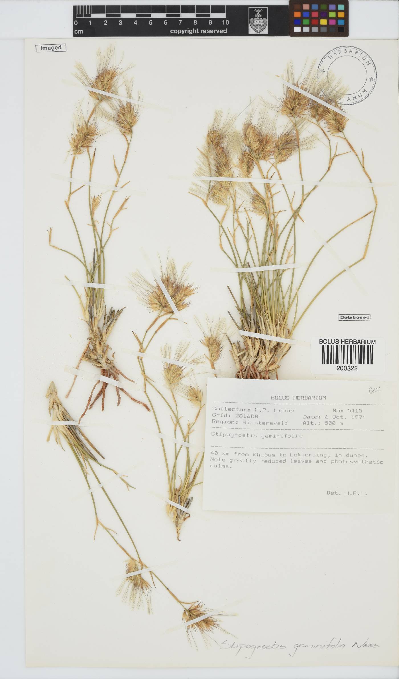 Stipagrostis geminifolia image