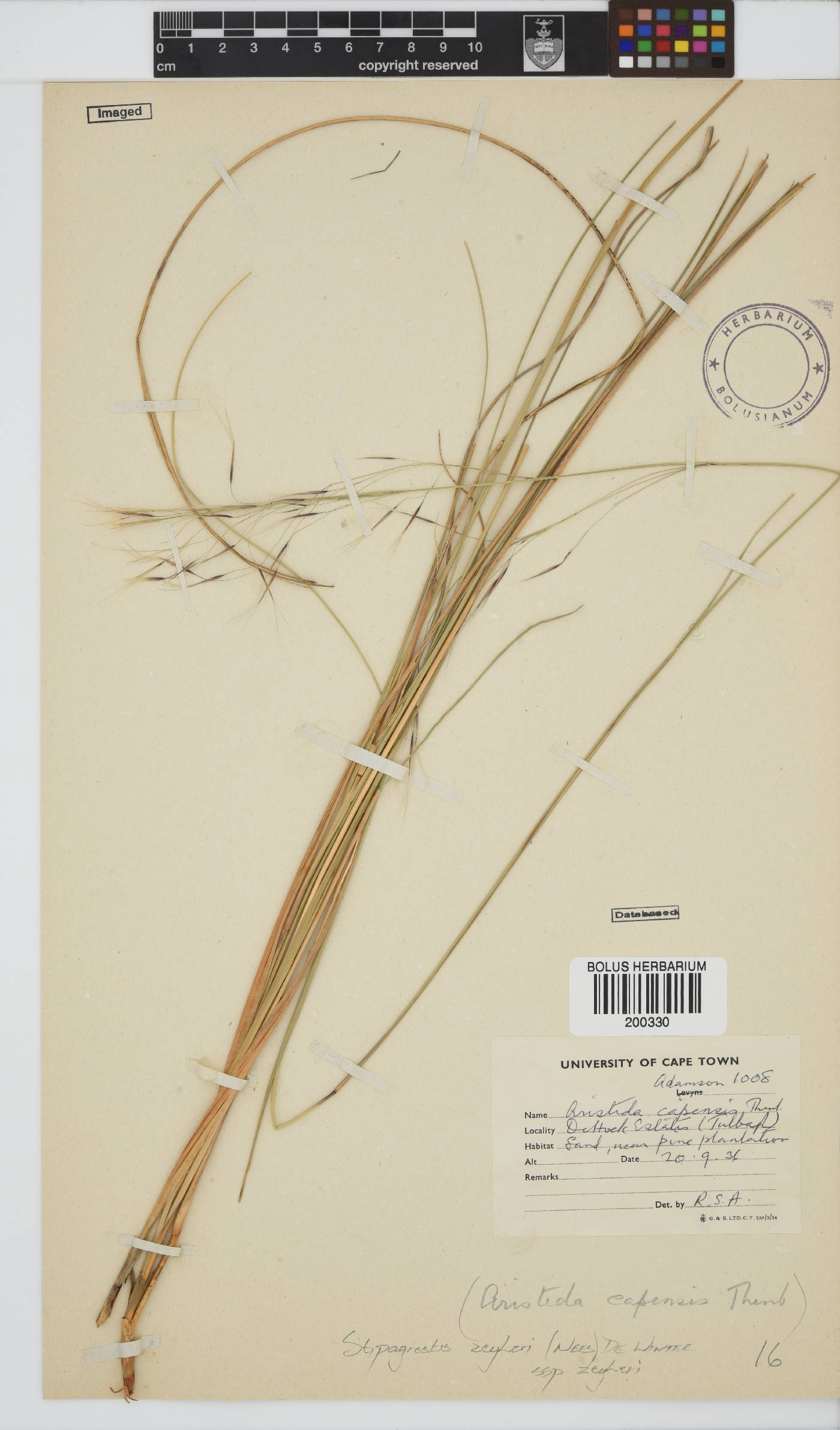 Stipagrostis zeyheri image