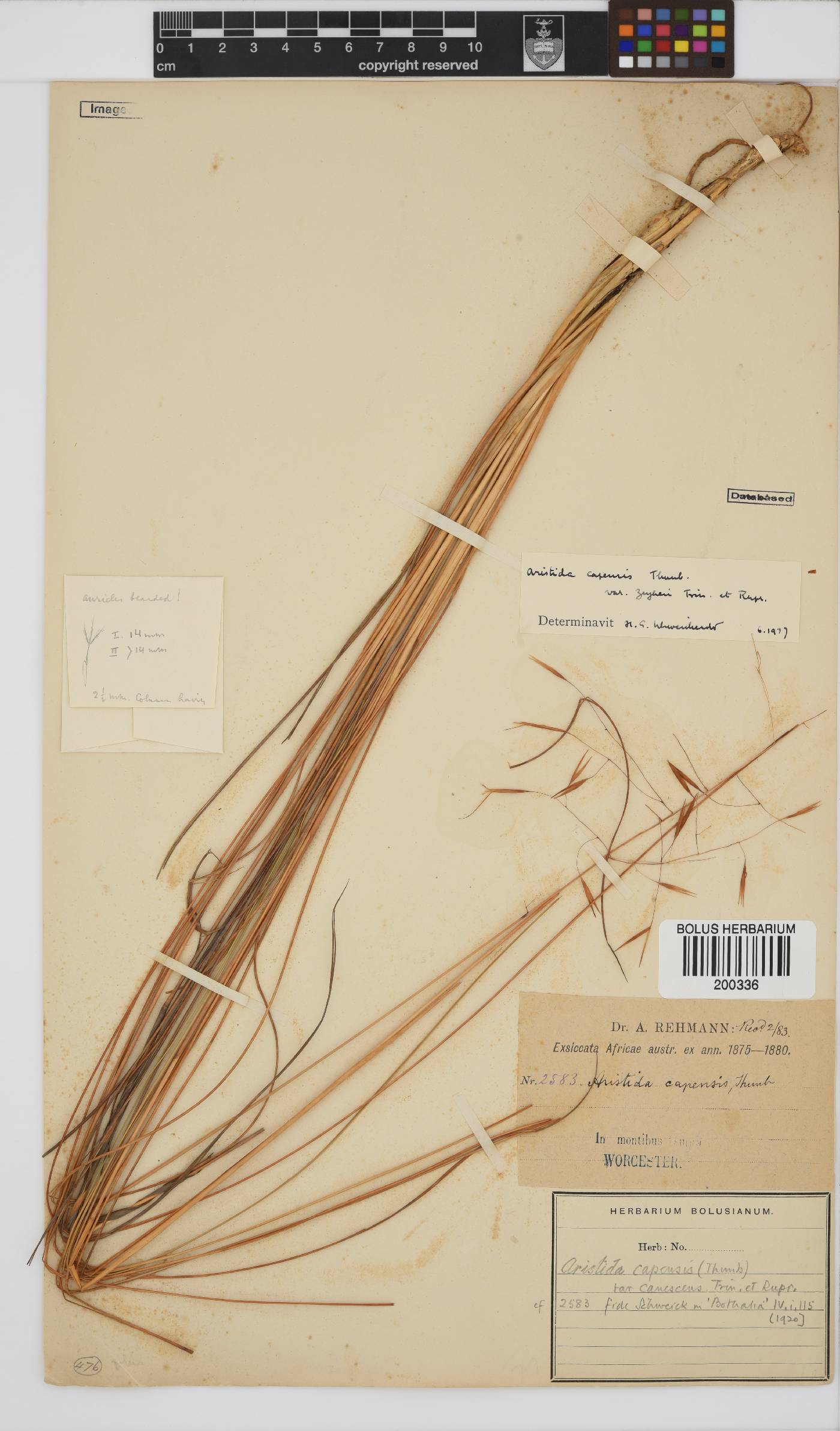 Stipagrostis image