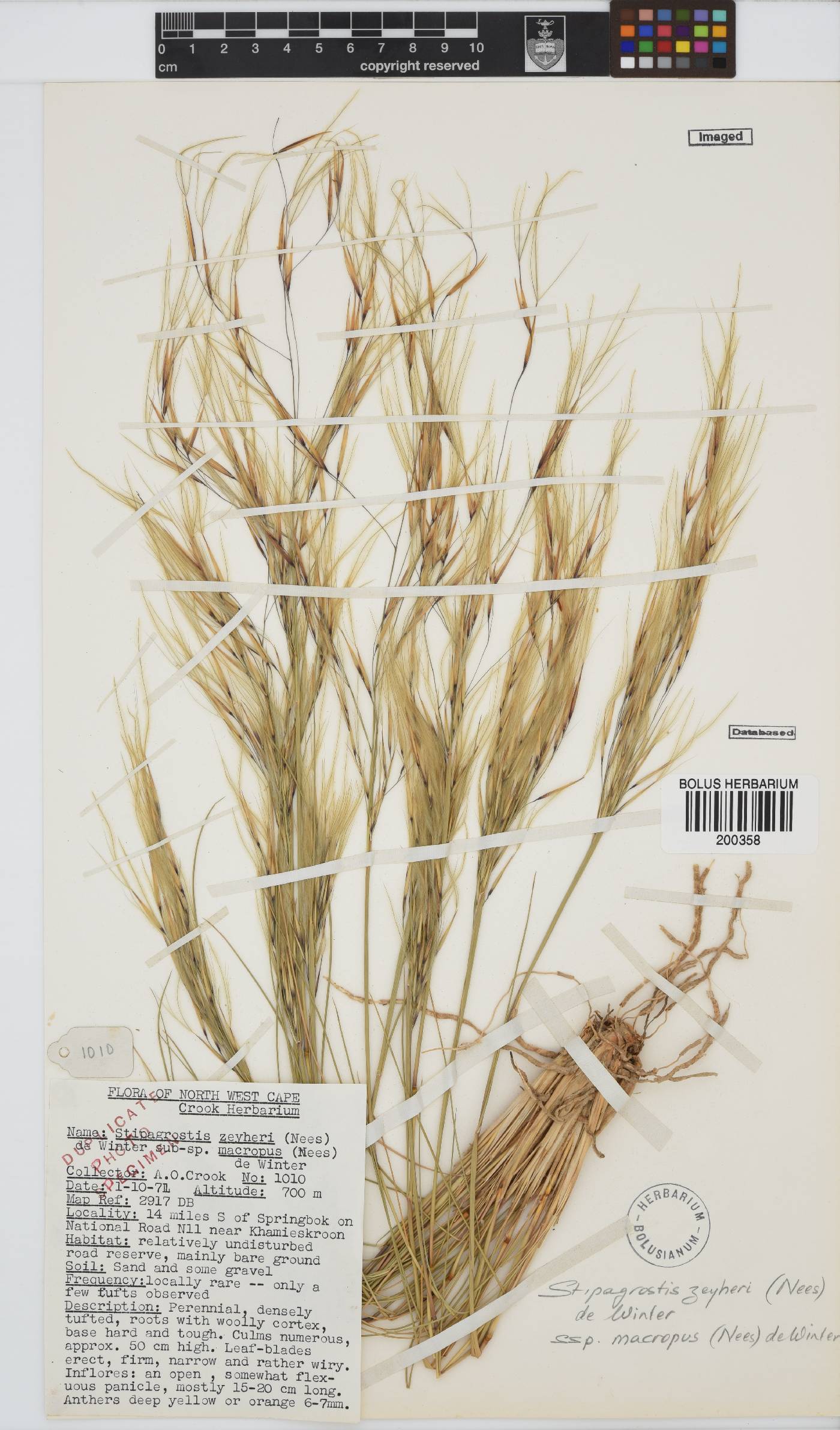 Stipagrostis zeyheri subsp. macropus image