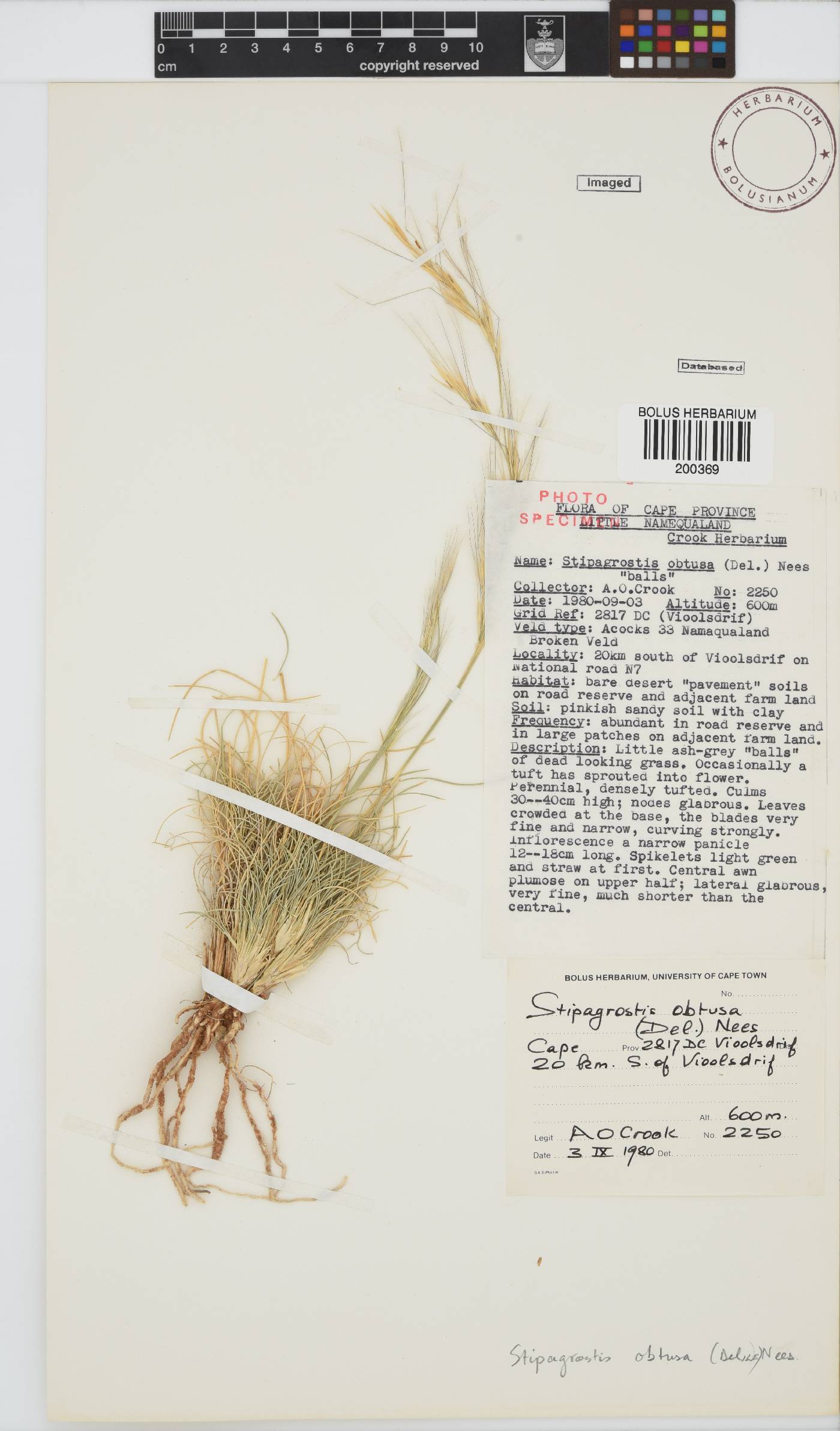 Stipagrostis obtusa image