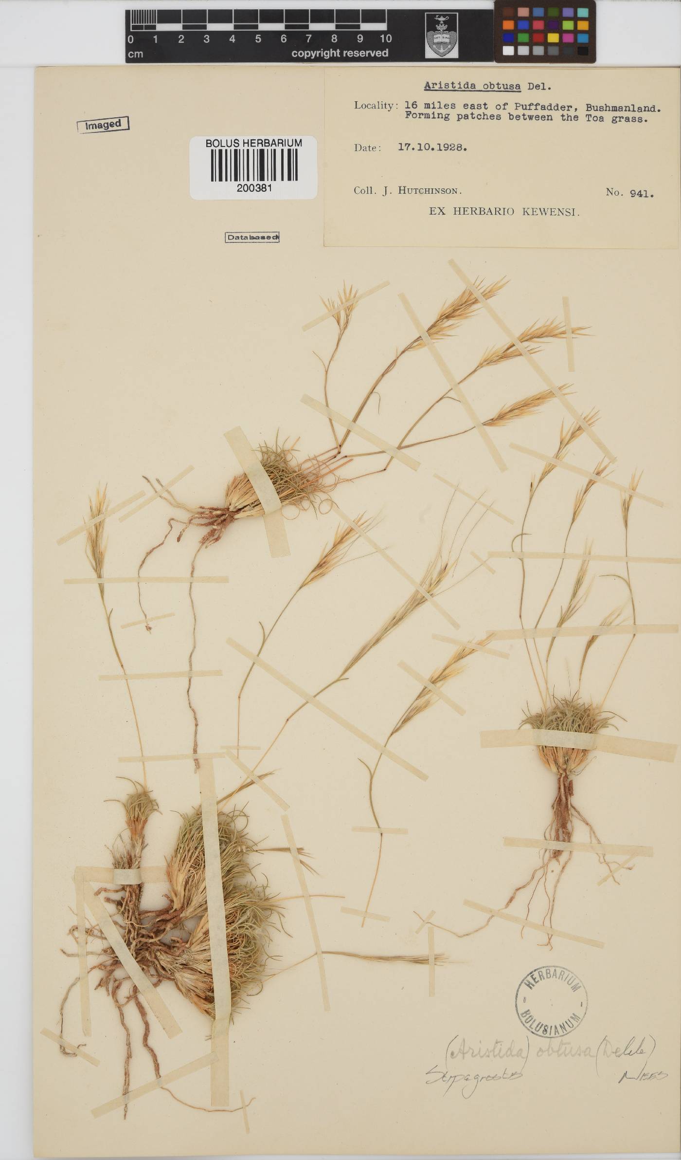 Stipagrostis obtusa image