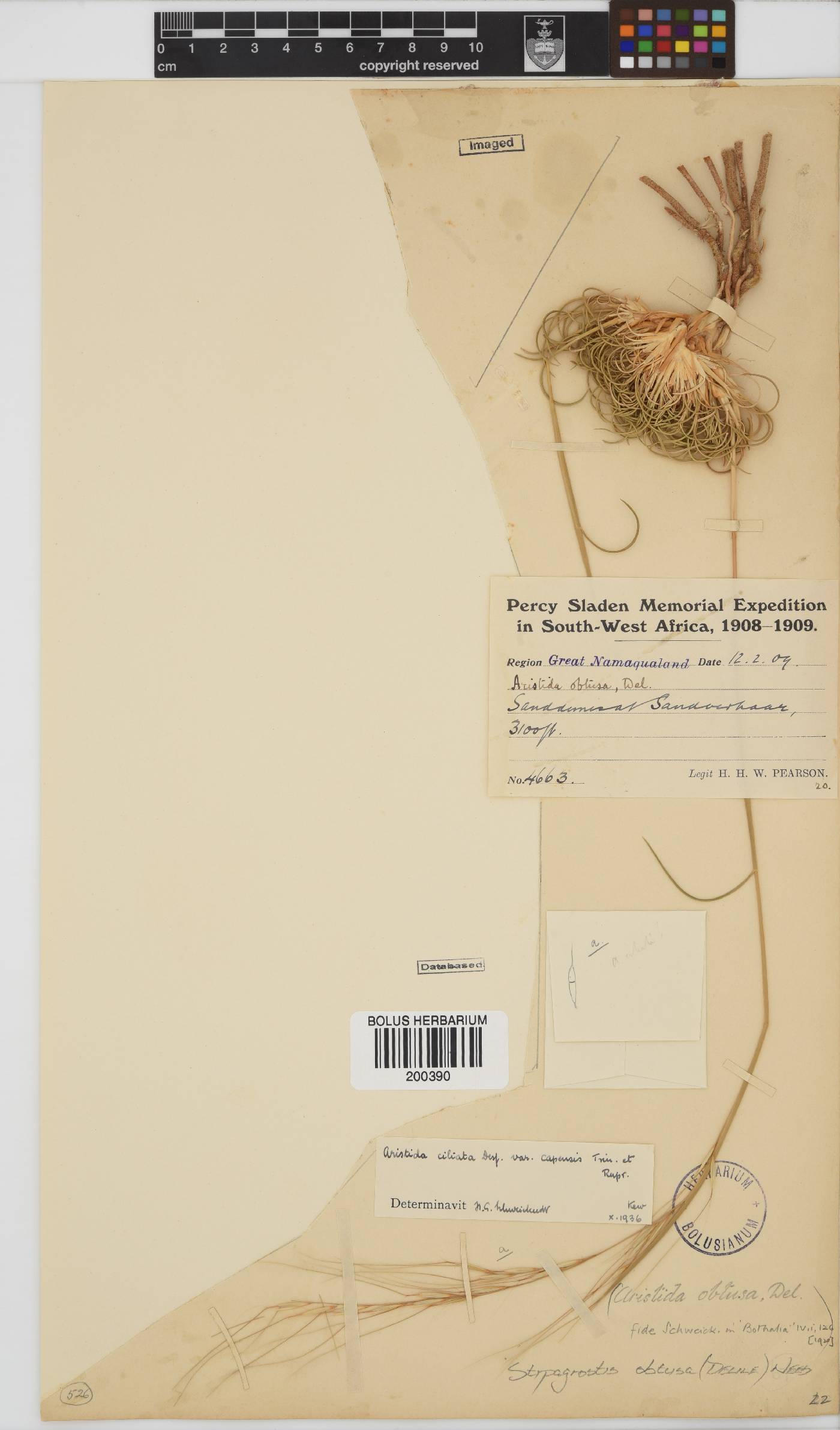 Stipagrostis obtusa image