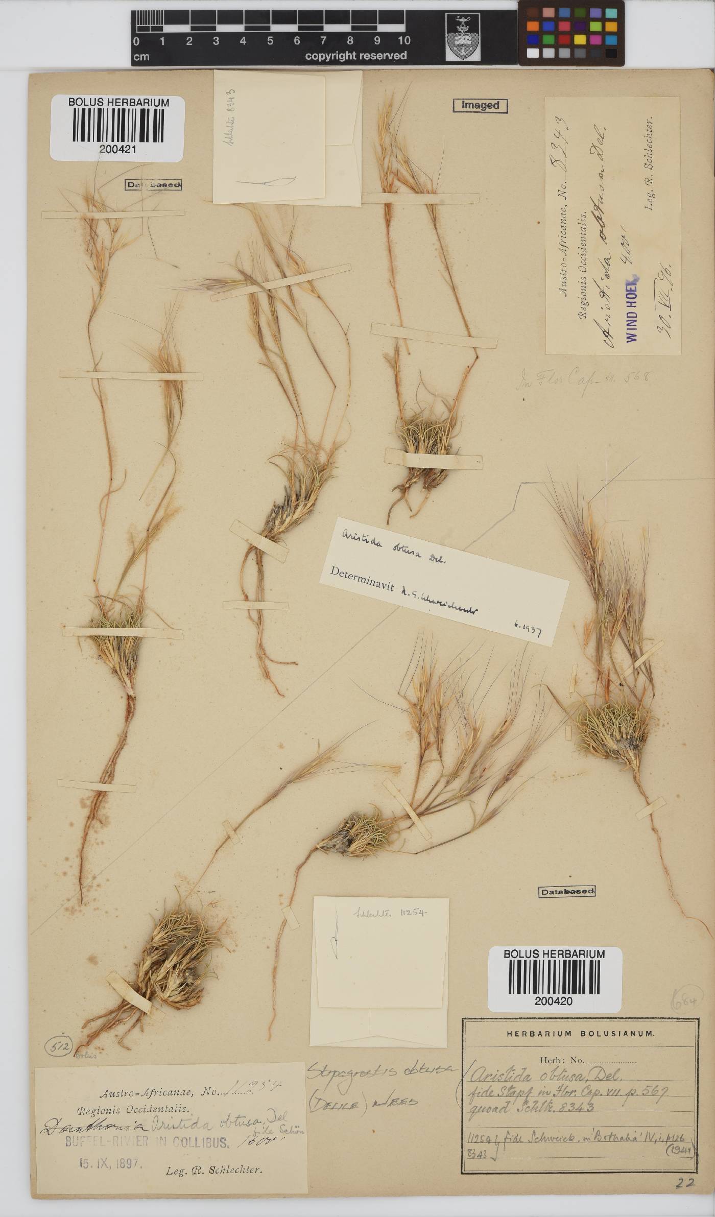 Stipagrostis obtusa image