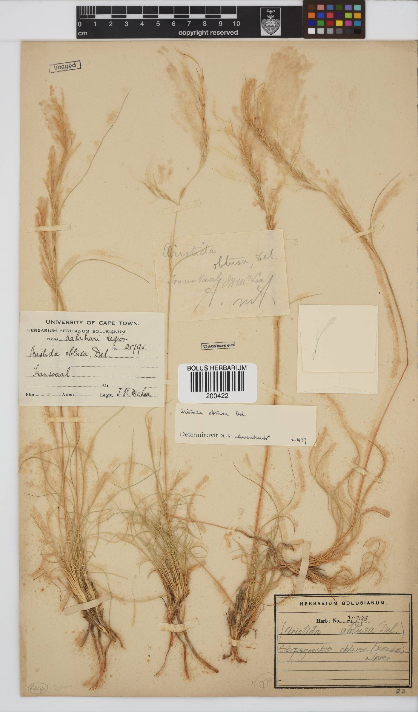 Stipagrostis obtusa image