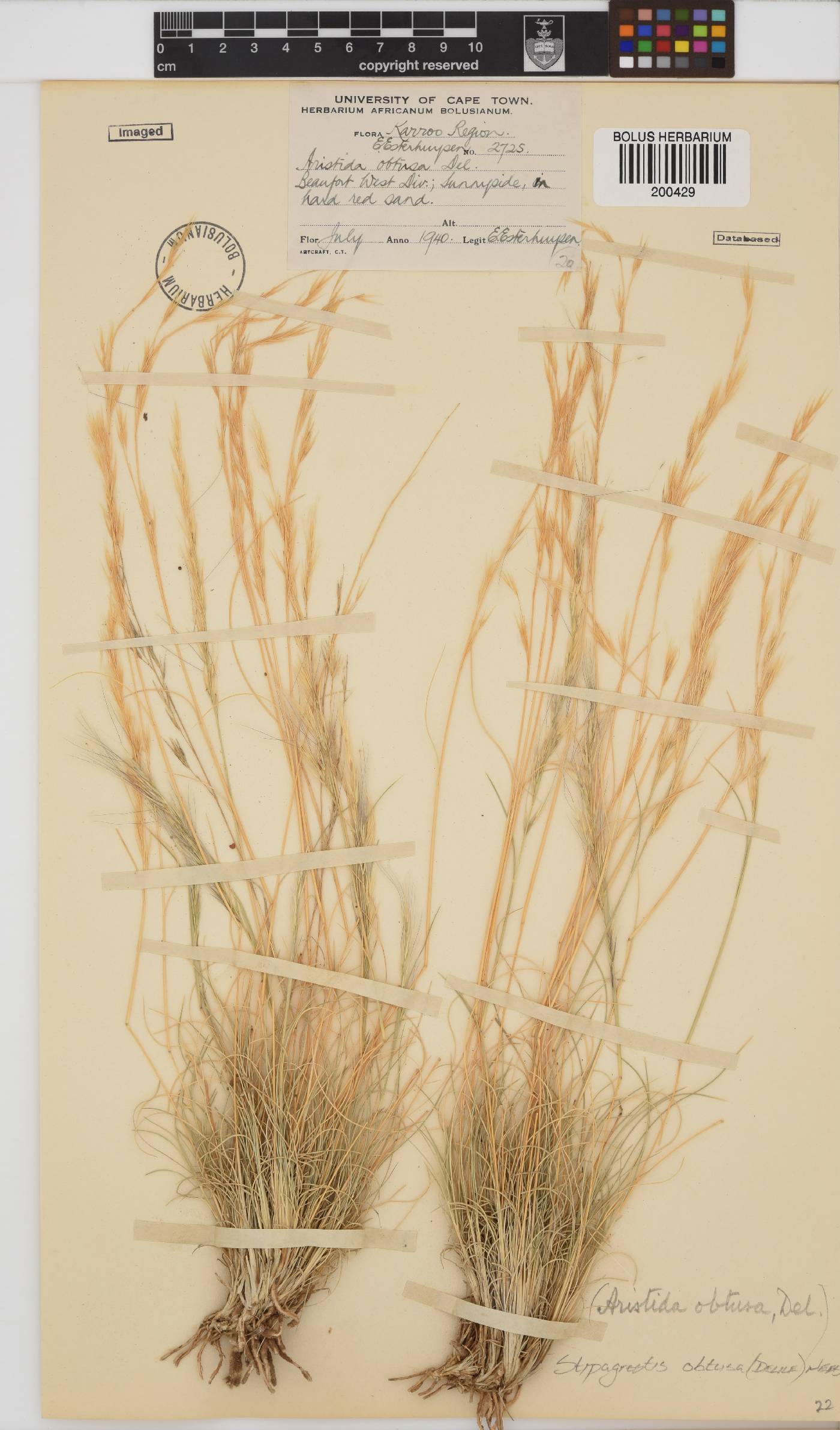 Stipagrostis obtusa image