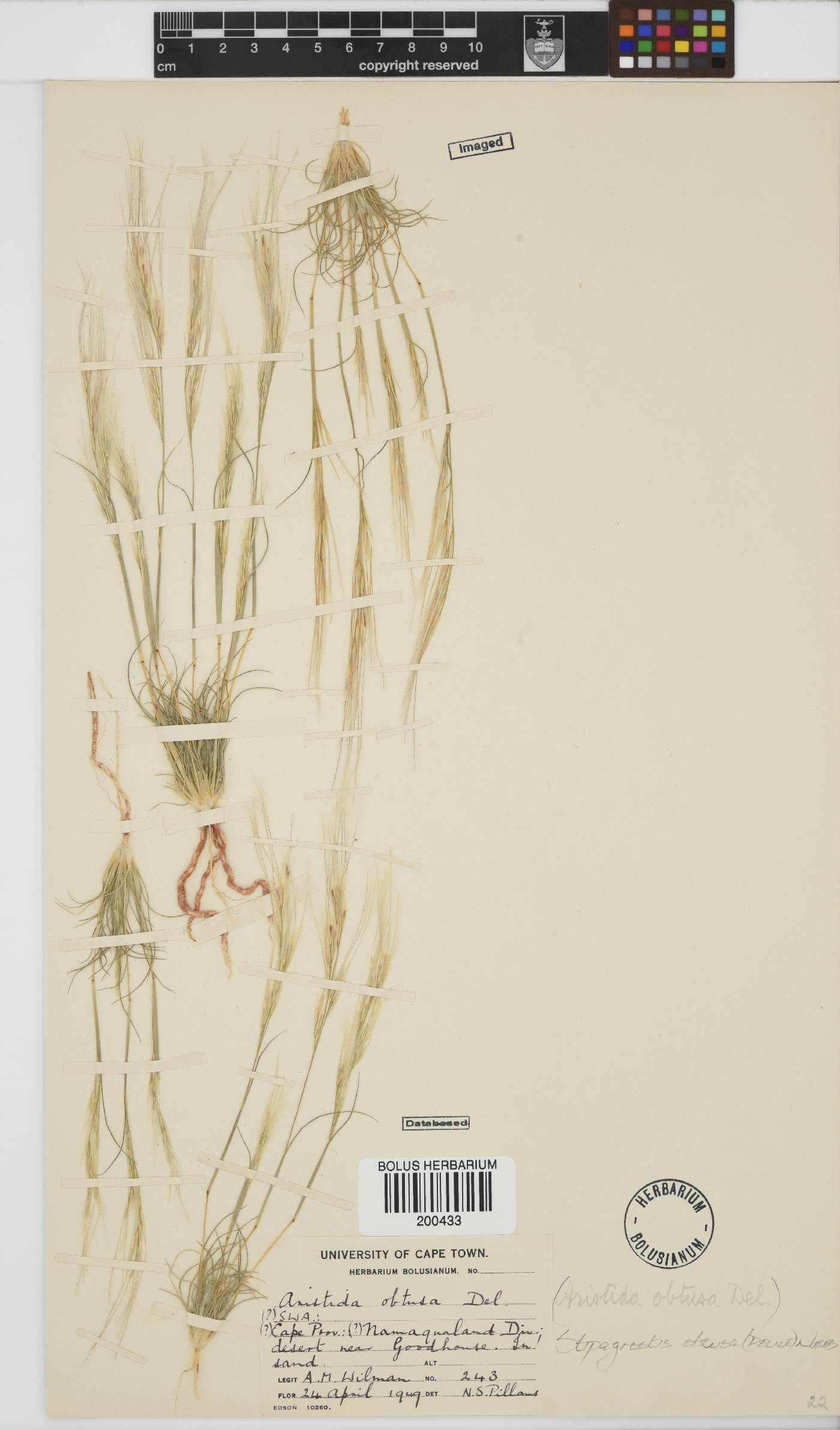 Stipagrostis obtusa image