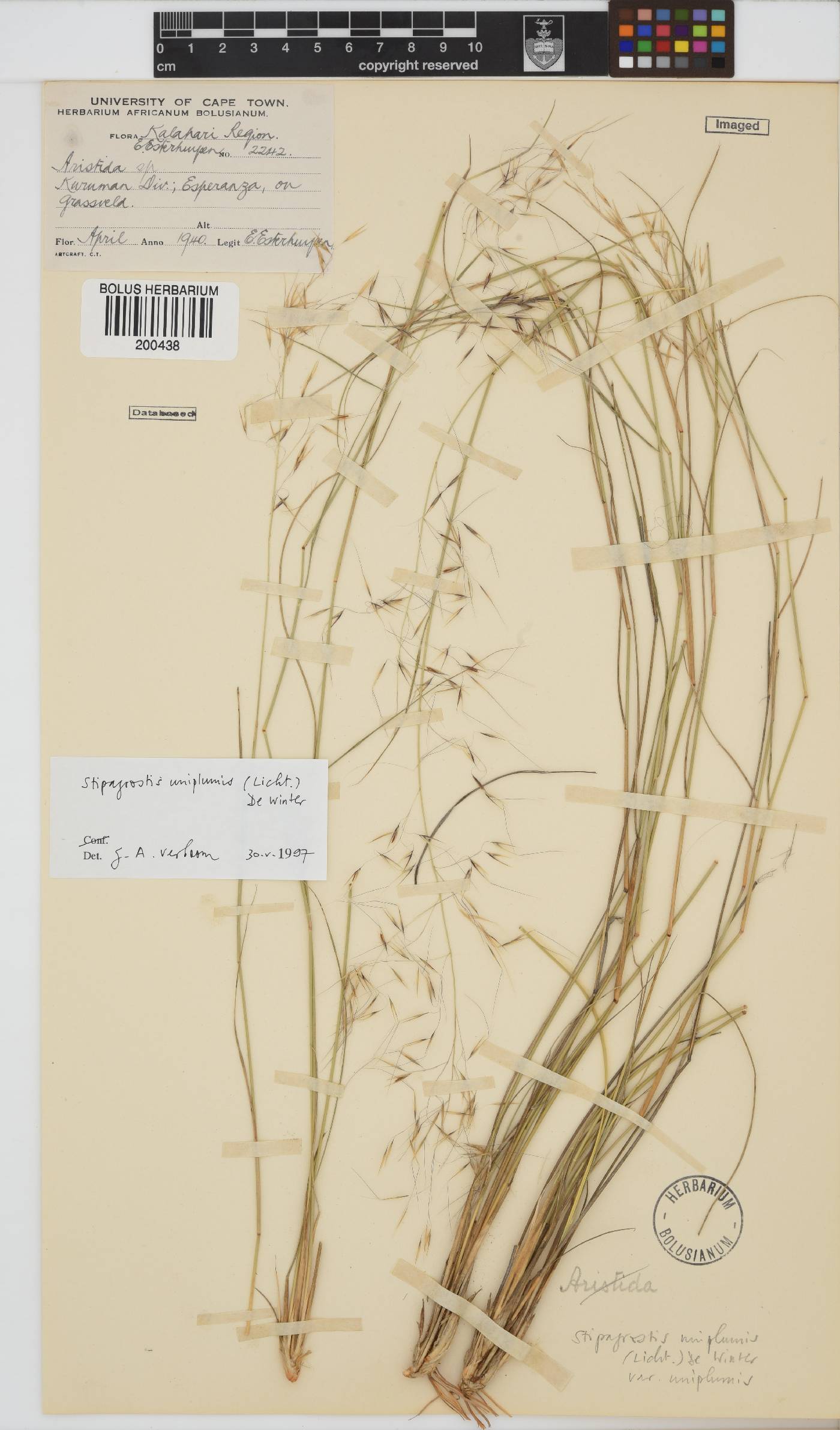 Stipagrostis uniplumis image