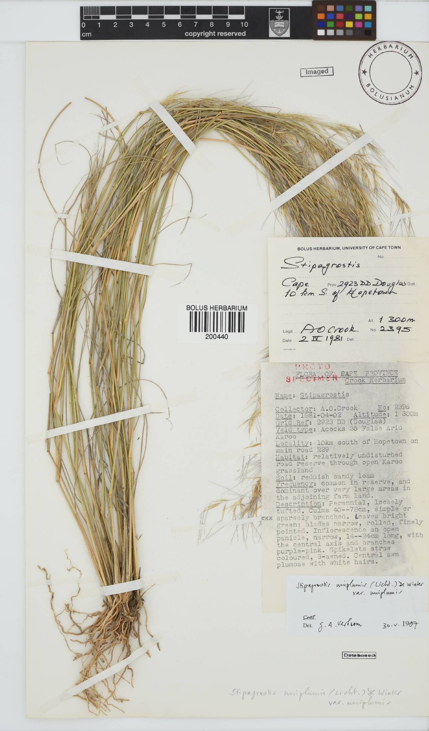 Stipagrostis uniplumis image