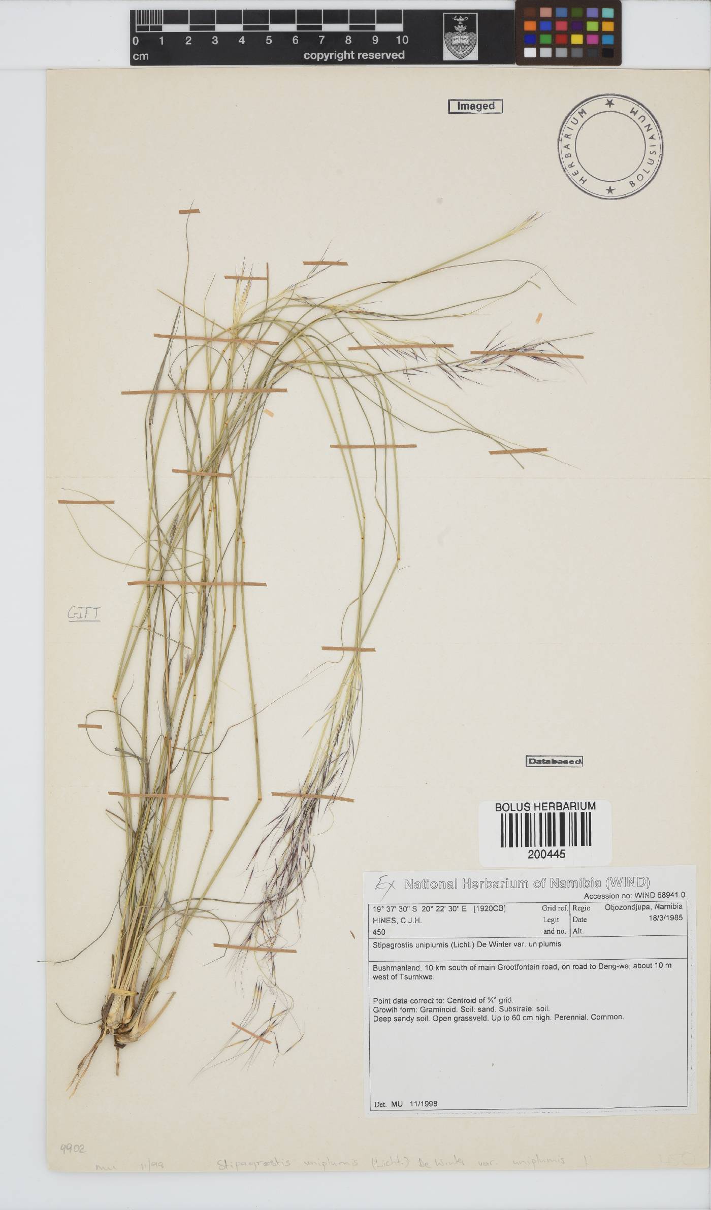 Stipagrostis uniplumis image