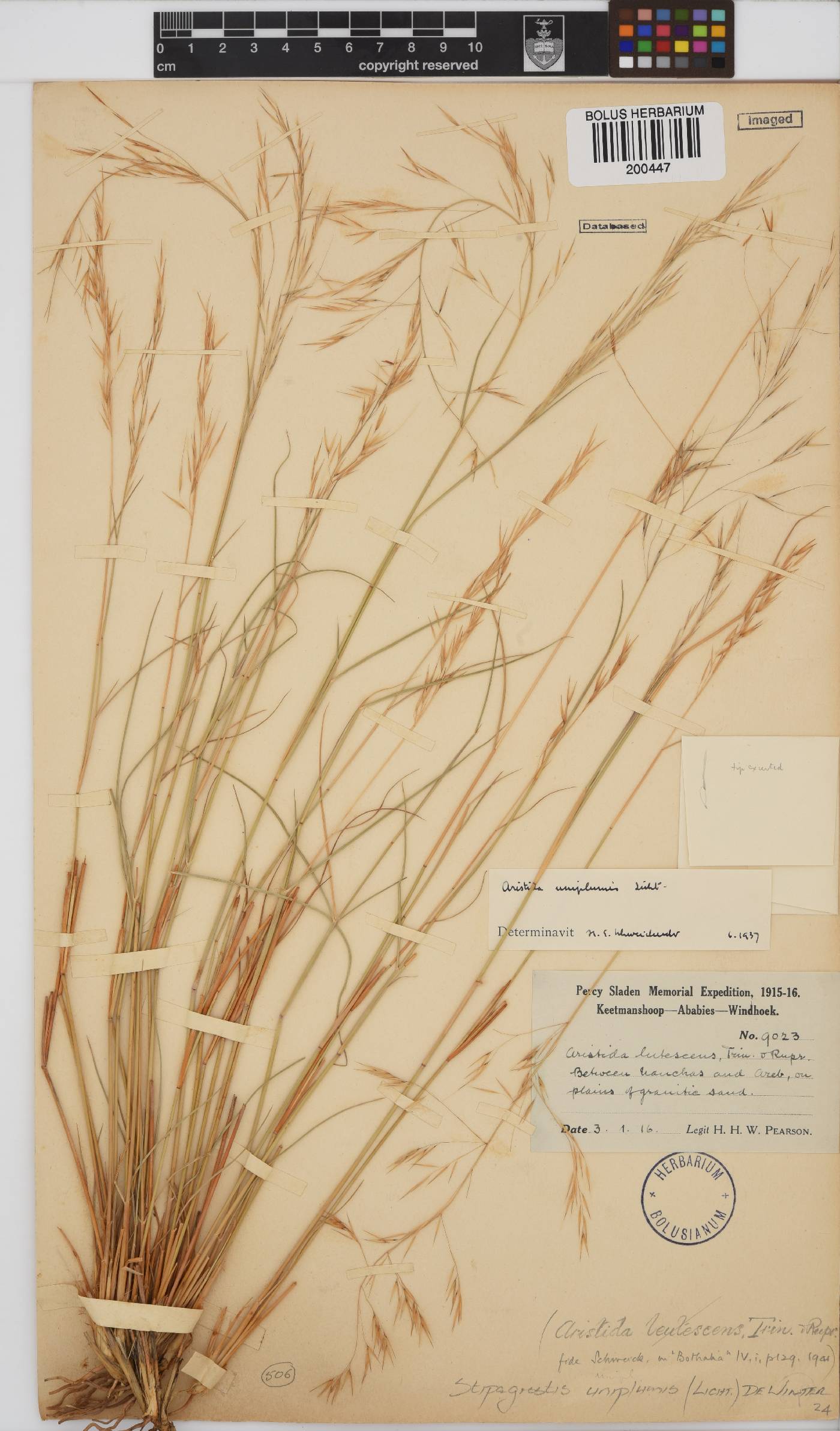 Stipagrostis uniplumis image
