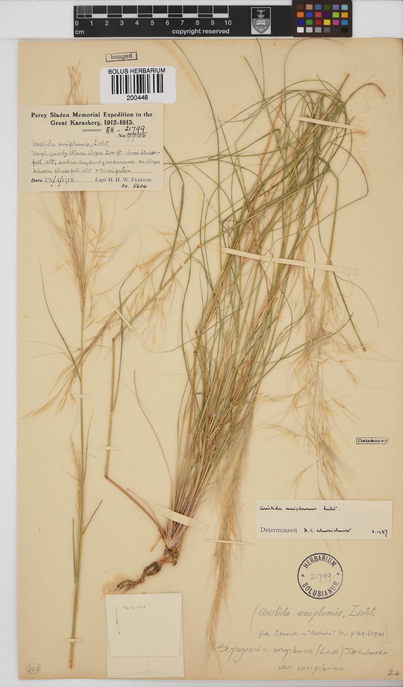 Stipagrostis uniplumis image