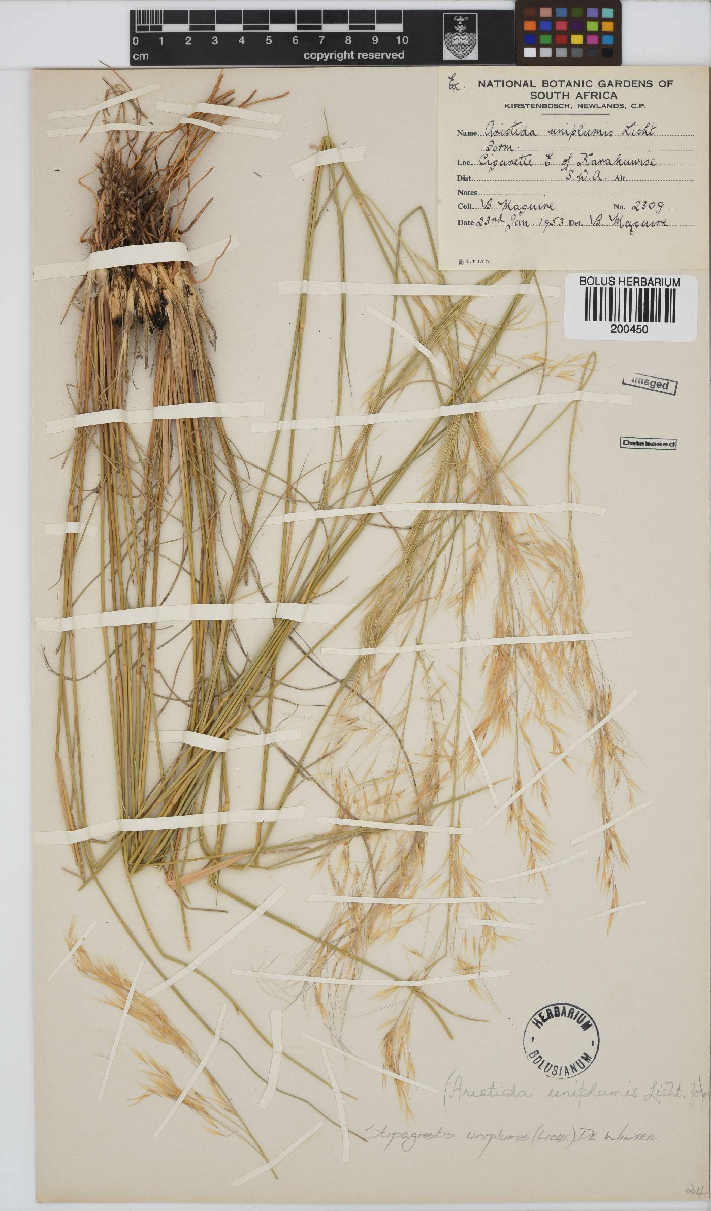 Stipagrostis uniplumis image