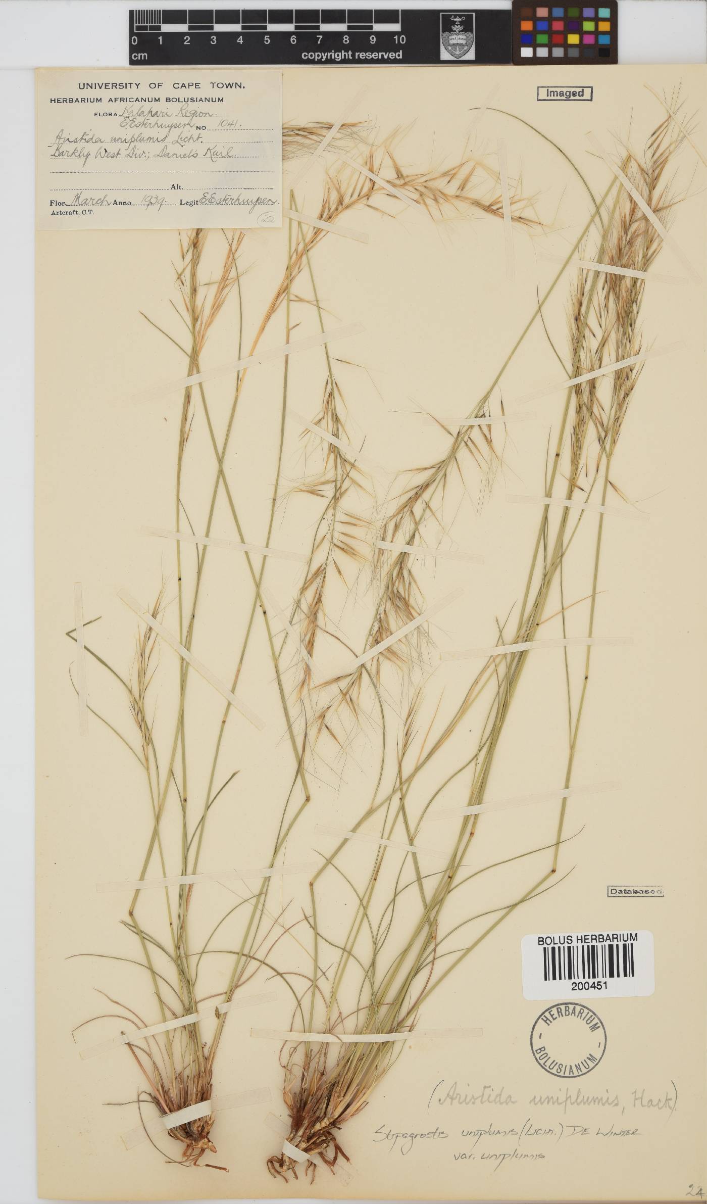 Stipagrostis uniplumis image