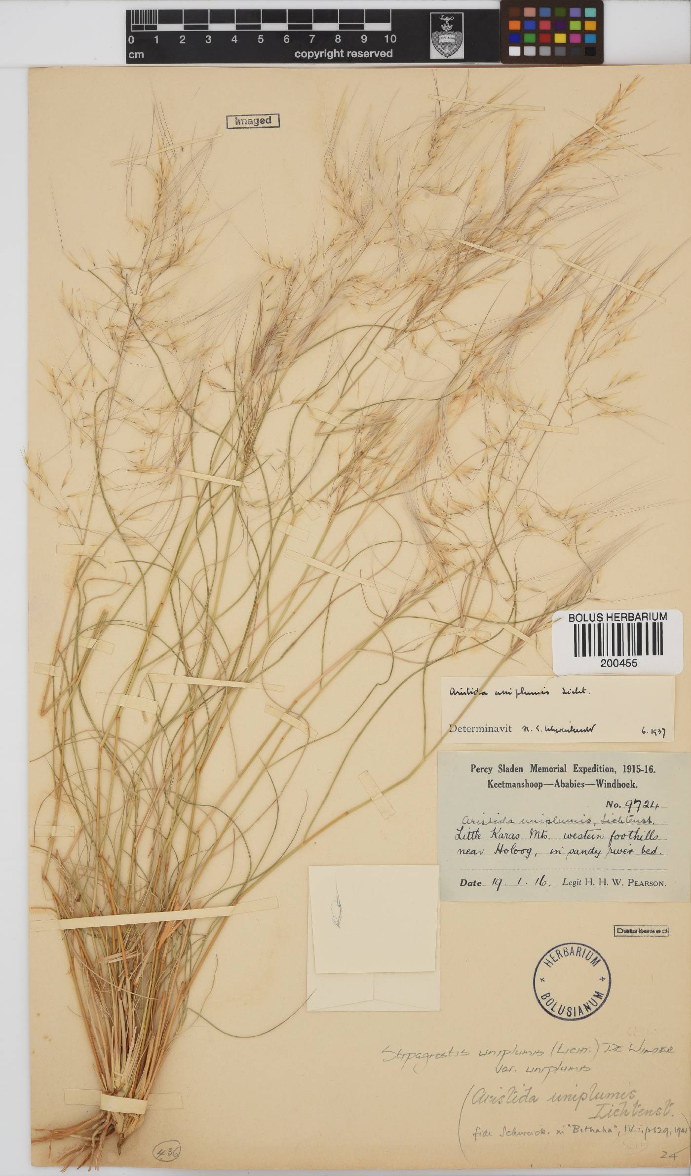 Stipagrostis uniplumis image