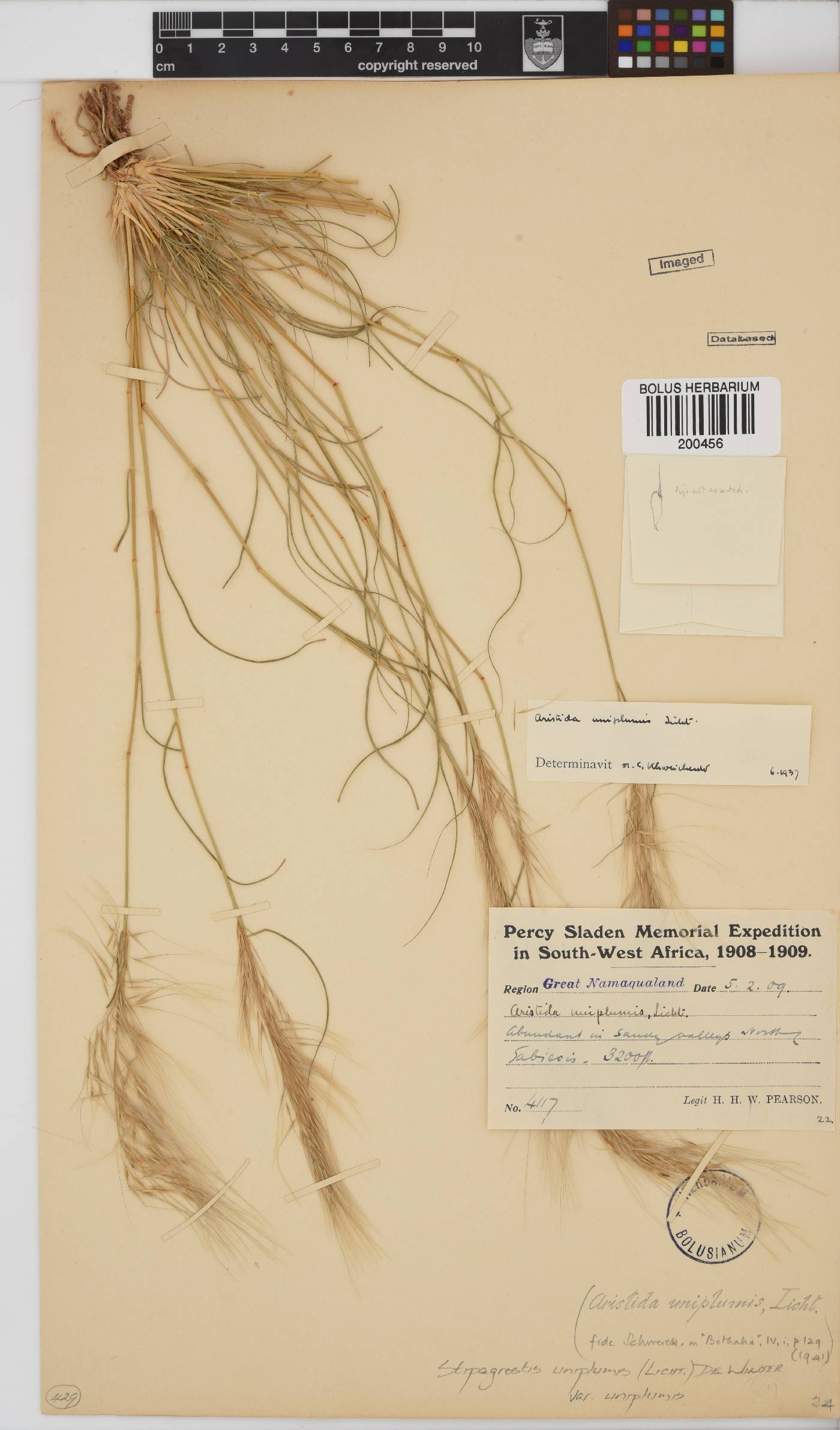 Stipagrostis uniplumis image