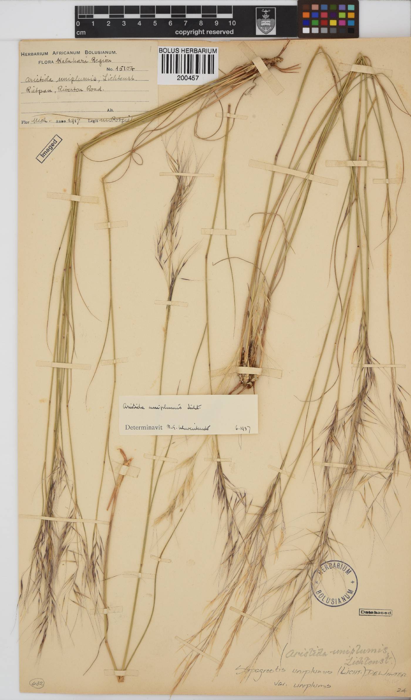Stipagrostis uniplumis image