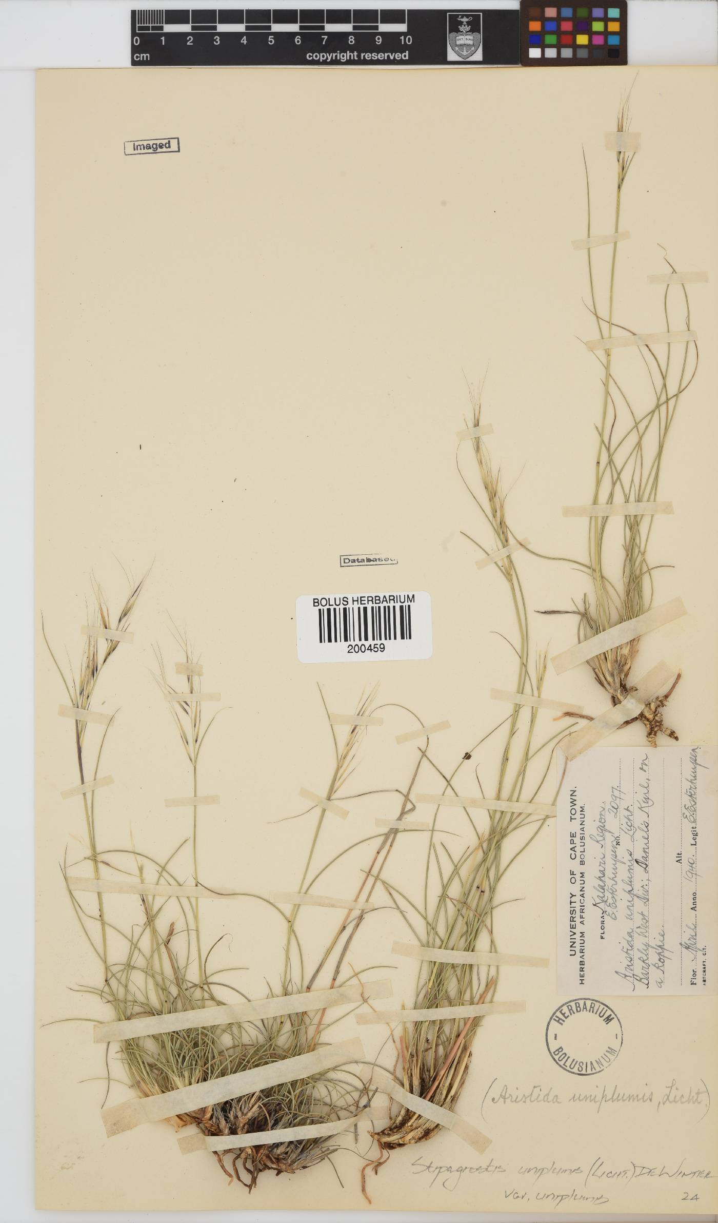 Stipagrostis uniplumis image