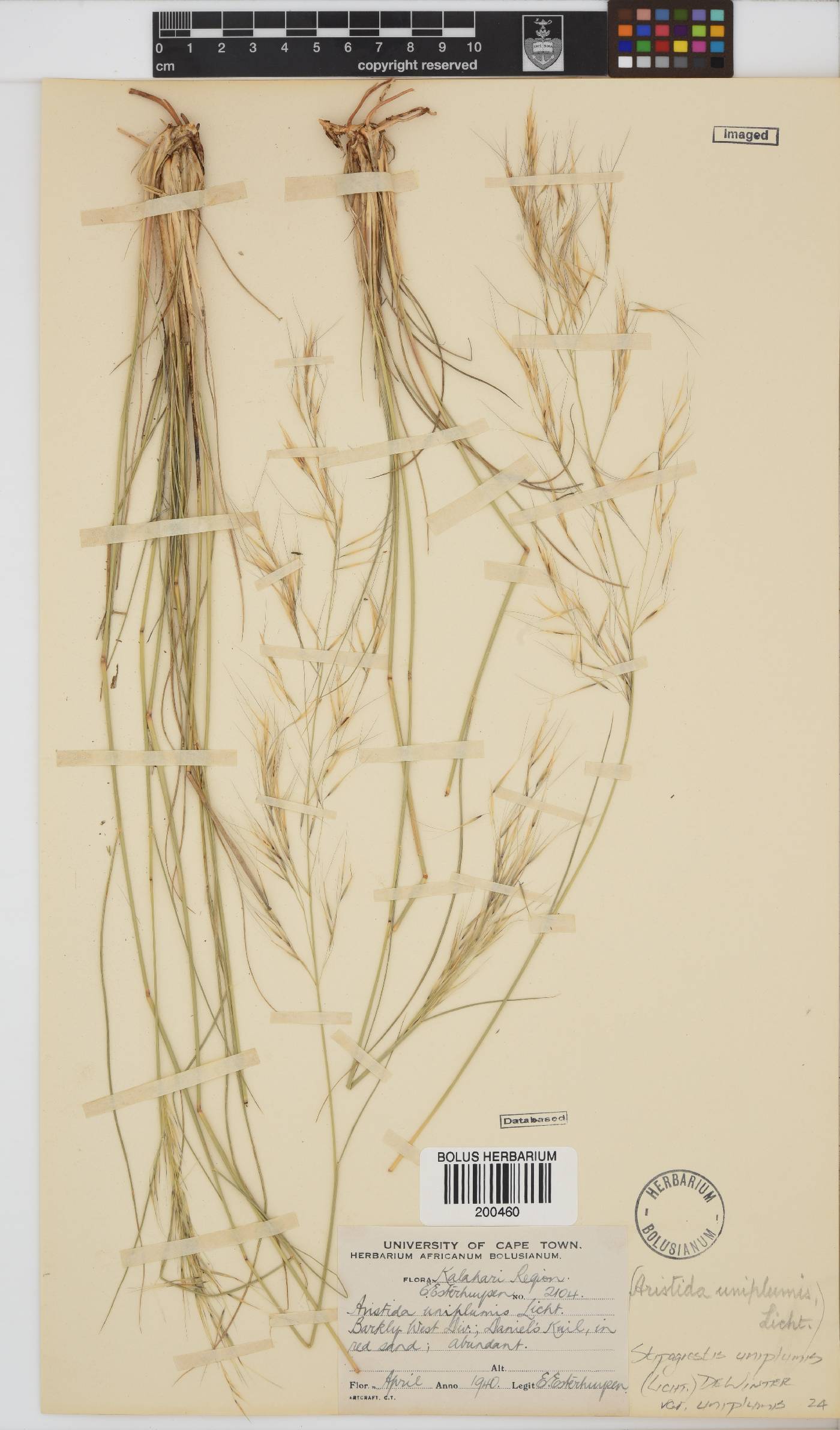 Stipagrostis uniplumis image